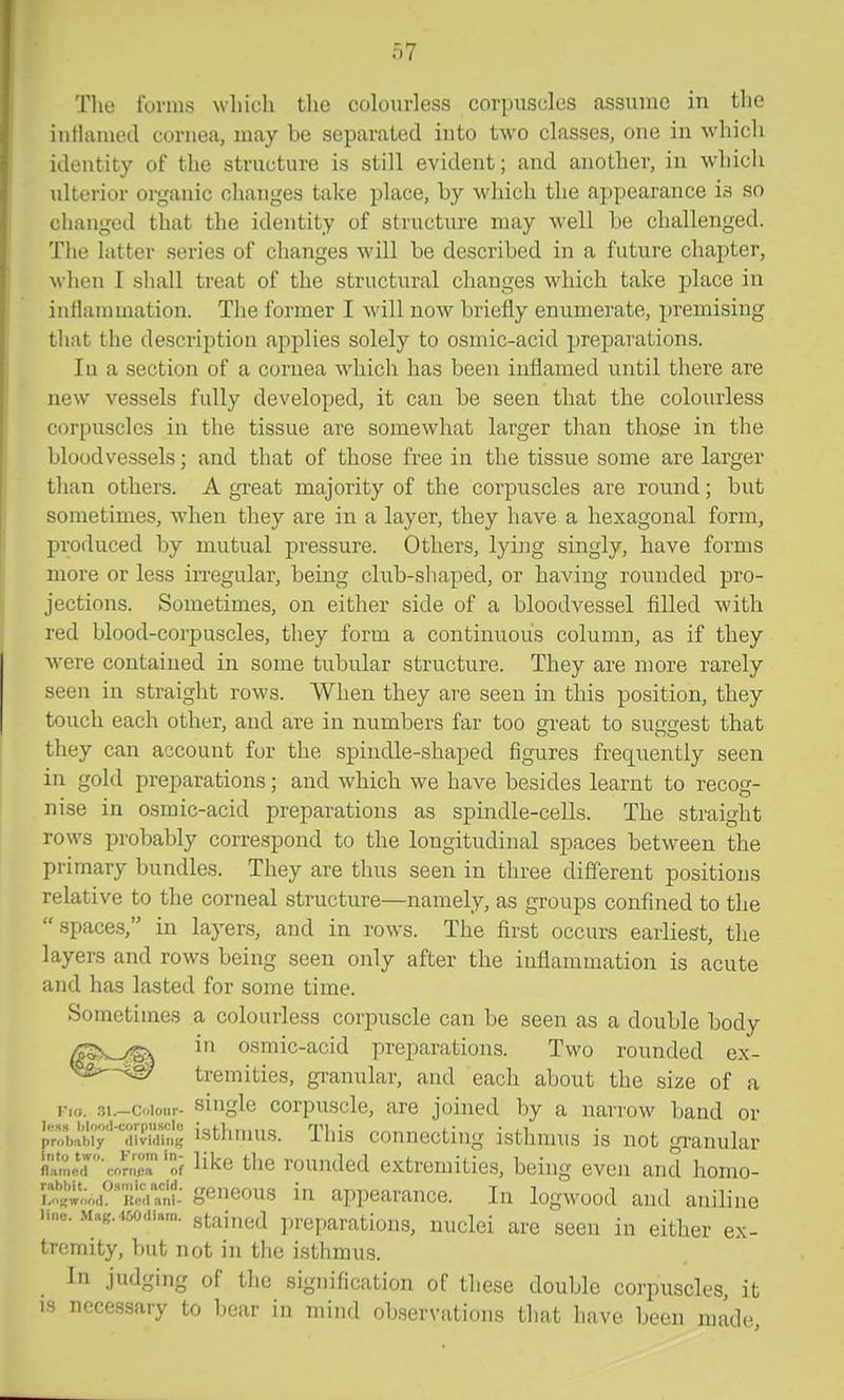 Tlie forms wliif.h the colourless corpuscles assume in tlie iuHamed cornea, may be separated into two classes, one in which itlentity of the structure is still evident; and another, in which ulterior organic changes take place, by which the appearance is so clianged that the identity of structure may well be challenged. The latter series of changes will be described in a future chapter, when I sliall treat of the structural changes which take place in inflammation. The former I will now briefly enumerate, premising tliat the description applies solely to osmic-acid preparations. In a section of a cornea which has been inflamed until there are new vessels fully developed, it can be seen that the colourless corpuscles in the tissue are somewhat larger than those in the bloodvessels; and that of those free in the tissue some are larger than others. A great majority of the corpuscles are round; but sometimes, when they are in a layer, they have a hexagonal form, produced by mutual pressure. Others, lying singly, have forms more or less irregular, being club-sliaped, or having rounded pro- jections. Sometimes, on either side of a bloodvessel filled with red blood-corpuscles, they form a continuous column, as if they Avere contained in some tubular structure. They are more rarely seen in straight rows. When they are seen in this position, they touch each other, and are in numbers far too great to suggest that they can account for the spindle-shaped figures frequently seen in gold preparations; and which we have besides learnt to recog- nise in osmic-acid preparations as spindle-cells. The straight rows probably correspond to the longitudinal spaces between the primary bundles. They are thus seen in three different positions relative to the corneal structure—namely, as groups confined to the spaces, in layers, and in rows. The first occurs earliest, the layers and rows being seen only after the inflammation is acute and has lasted for some time. Sometimes a colourless corpuscle can be seen as a double body in osmic-acid preparations. Two rounded ex- tremities, granular, and each about the size of a I'lo. .31.—Colour- gle corpuscle, are joined by a narrow band or pn,b.lbi'y'''^'n^^^^^^^ isthmus. This connecting isthmus is not gi-anular nmercorner'of li^c tlic rouudcd extremities, being even and homo- w^no.i^lll'un^^^ geneous in appearance. In logwood and aniline line. .Mag.450diam. gtaiucd preparations, nuclei are seen in either ex- tremity, but not in the isthmus. In judging of the signification of these double corpuscles, it IS necessary to bear in mind observations that have Ijcen made,