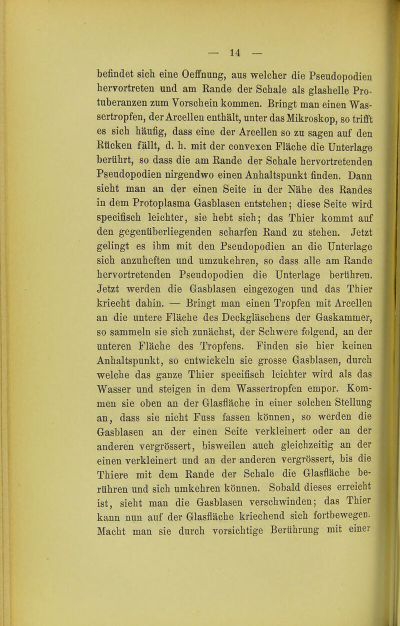 befindet sich eine Oeffnung, aus welcher die Pseudopodien hervortreten und am Kande der Schale als glashelle Pro- tuberanzen zum Vorschein kommen. Bringt man einen Was- sertropfen, der Arcellen enthält, unter das Mikroskop, so trifft es sich häufig, dass eine der Arcellen so zu sagen auf den Rücken fällt, d. h. mit der convexen Fläche die Unterlage berührt, so dass die am Rande der Schale hervortretenden Pseudopodien nirgendwo einen Anhaltspunkt finden. Dann sieht man an der einen Seite in der Nähe des Randes in dem Protoplasma Gasblasen entstehen; diese Seite wird specifisch leichter, sie hebt sich; das Thier kommt auf den gegenüberliegenden scharfen Rand zu stehen. Jetzt gelingt es ihm mit den Pseudopodien an die Unterlage sich anzuheften und umzukehren, so dass alle am Rande hervortretenden Pseudopodien die Unterlage berühren. Jetzt werden die Gasblasen eingezogen und das Thier kriecht dahin. — Bringt man einen Tropfen mit Arcellen an die untere Fläche des Deckgläschens der Gaskammer, so sammeln sie sich zunächst, der Schwere folgend, an der unteren Fläche des Tropfens. Finden sie hier keinen Anhaltspunkt, so entwickeln sie grosse Gasblasen, durch welche das ganze Thier specifisch leichter wird als das Wasser und steigen in dem Wassertropfen empor. Kom- men sie oben an der Glasfläche in einer solchen Stellung an, dass sie nicht Fuss fassen können, so werden die Gasblasen an der einen Seite verkleinert oder an der anderen vergrössert, bisweilen auch gleichzeitig an der einen verkleinert und an der anderen vergrössert, bis die Thiere mit dem Rande der Schale die Glasfläche be- rühren und sich umkehren können. Sobald dieses erreicht ist, sieht man die Gasblasen verschwinden; das Thier kann nun auf der Glasfläche kriechend sich fortbewegen. Macht man sie durch vorsichtige Berührung mit einer