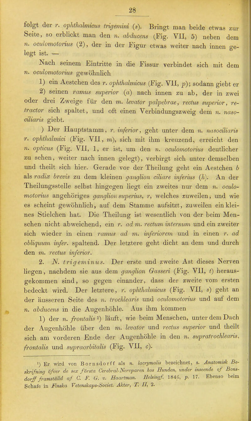 1 folgt der r. ophthalmiGus trigemini (s). Bringt man beide etwas zur Seite, so erblickt mau den n. abducens (Fig. VU, 5) neben dem n. oculomoionus (2), der in der Figur etwas weiter nach innen ge- legt ist. — Nach seinem Eintritte in die Fissur verbindet sich mit dem n. oculomoionus gewöhnlich 1) ein Aestchen des r. ophthalmicus (Fig. VU, p); sodann giebt er 2) seinen ramus superior (a) nach innen zu ab, der in zwei oder drei Zweige für den m. levator palpebrae, rectus superior, re- tractor sich spaltet, und oft einen Verbindungszweig dem n. naso- cüiaris giebt. ) Der Hauptstamm, r. inferior, geht unter dem n. nasociliaris r. ophthalmici (Fig. VH, m), sich mit ihm kreuzend, erreicht den n. opticus (Fig. Vll, 1, er ist, um den n. oculomoionus deutlicher zu sehen, weiter nach innen gelegt), verbirgt sich unter demselben und theilt sich hier. Gerade vor der Theilung geht ein Aestchen 6 als radix brevis zu dem kleinen ganglion ciliare inferius (/i). An der Theilungsstelle selbst hingegen liegt ein zweites mn- dem n. oculo- motorius angehöriges ganglion superius, r, welches zuweilen, und wie es scheint gewöhnlich, auf dem Stamme aufsitzt, zuweilen ein klei- nes Stielchen hat. Die Theilung ist wesentlich von der beim Men- schen nicht abweichend, ein r. ad m. rectum internum und ein zweiter sich wieder in einen ramus ad m. inferiorem und in einen r. ad obliquum infer. spaltend. Der letztere geht dicht an dem und durch den m. rectus inferior. 2. iV. trigeminus. Der erste und zweite Ast dieses Nerven liegen, nachdem sie aus dem ganglion Gasseri (Fig. VH, t) heraus- gekommen sind, so gegen einander, dass der zweite vom ersten bedeckt wird. Der letztere, r. ophthalmicus (Fig. VII, s) geht an der äusseren Seite des n. trochlearis und oculomotorius und auf dem n. abducens in die Augenhöhle. Aus ihm kommen 1) der n. frontalis i) läuft, wie beim Menschen, unter dem Dach der Augenhöhle über den m. levator und rectus superior und theilt sich am vorderen Ende der Augenhöhle in den n. supratrochlearis, frontalis und supraorbitalis (Fig. VH, c). *) Er wird von Bornsdorff als n. lacrimalis bezeichnet, s. Anatomisk Be- skrifning öfuer de sex första Cerebral-Nervparen kos Hunden, under inseende of Bons- dorff framställd af G. F. G. v. Haartman. Eehingf. 1840, p. 17. Ebenso beim Schafe in Finska Vetenskaps-äociet. Akter, T. II, 2. !