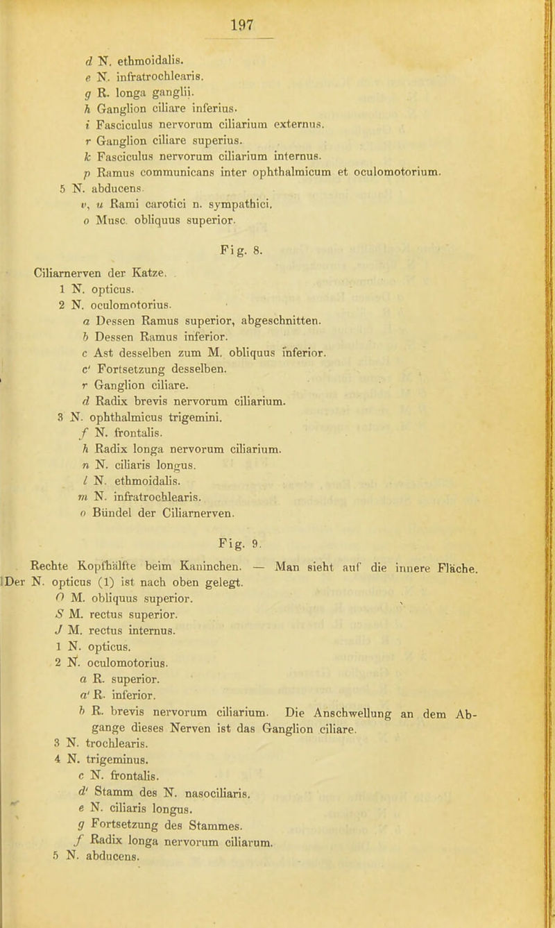 d N. ethmoidalis. e N. infratrochlcaris. g R. longa ganglii. h Ganglion ciliare inferius. t Fasciculus nervorum ciliarium externus. r Ganglion ciliare superius. k Fasciculus nervorum ciliarium internus. p Ramus communicans inter ophthalmicum et oculomotorium. 5 N. abducens. i>, u Rami carotici n. sympathici. 0 Muse, obliquus superior. Fig. 8. Ciliarnerven der Katze. 1 N. opticus. 2 N. oculomntorius. a Dessen Ramus superior, abgeschnitten. h Dessen Ramus inferior, c Ast desselben zum M. obliquus inferior, c' Fortsetzung desselben. ' r Ganglion ciliare. d Radix brevis nervorum ciliarium. 3 N. ophthalmicus trigemini. f N. frontalis. h Radix longa nervorum ciliarium. n N. ciliaris longus. 1 N. ethmoidalis. m N. infratrochlearis. o Bündel der Ciliarnerven. Fig. 9. Rechte Kopfhälfte beim Kaninchen. — Man sieht auf die innere Fläche. IDer N. opticus (1) ist nach oben gelegt. 0 M. obliquus superior. S M. rectus superior. J M. rectus internus. 1 N. opticus. 2 N. oculomotorius. a R. superior. a' R. inferior. h R. brevis nervorum ciliarium. Die Anschwellung an dem Ab- gänge dieses Nerven ist das Ganglion ciliare. 3 N. trochlearis. 4 N. trigeminus. c N. frontalis. d' Stamm des N. nasociliaris. e N. ciliaris longus. g Fortsetzung des Stammes. f Radix longa nervorum ciliarum. .5 N. abducens.
