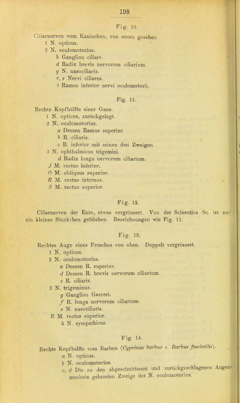 Fig. 10. Ciliarnerven vom Kaninchen, von unten gesehen. 1 N. opticus. 2 N. oculomotorius. i Ganglion ciliare. d Radix brevis nervorum ciliarium. g N. nasociliaris. r, s Nervi ciliares. t Ramus inferior nervi oculomotorii. Fig. 11. Rechte Kopf hälfte einer Gans. 1 N. opticus, zurückgelegt. 2 N. oculomotorius. a Dessen Ramus superior. h R. ciliaris. c R. inferior mit seinen drei Zweigen. .“l N. ophthalmicus trigemini. d Radix longa nervorum ciliarium. J M. rectus inferior. 0 M. obliquus superior. R M. rectus internus. S M. rectus superior. Fig. 12. Ciliarnerven der Ente, etwas vergrössert. Von der Sclerotica Sc. ist nur ein kleines Stückchen geblieben. Bezeichnungen wie Fig. 11. Fig. 13. Rechtes Auge eines Frosches von oben. Doppelt vergrössert. 1 N. opticus. 2 N. oculomotorius. a Dessen R. superior. d Dessen R. brevis nervorum ciliarium. c R. ciliaris. 3 N. trigeminus. g Ganglion Gasseri. f R. longa nervorum ciliarium. e N. nasociliaris. R M. rectus superior. h N. sympathicus. Fig. 14. Rechte Kopf hälfte vom Barben {Cyprinus harhun s- Barbus ßuviatilis). a N. opticus. 6 N. oculomotorius. c, d Die zu den abgeschnittenen und zurückgeschlagenen Augen- muskeln gehenden Zweige des N. oculomotorius.