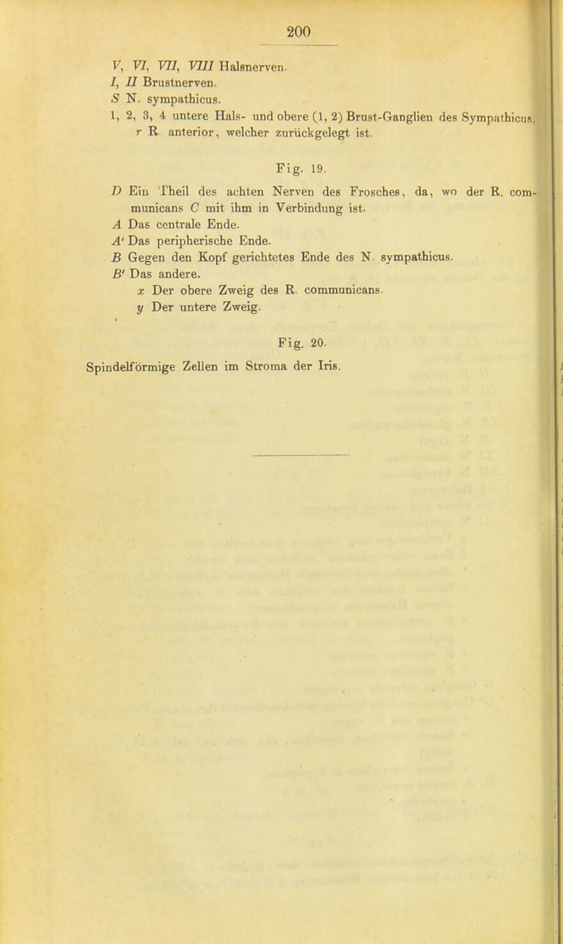 I, II Brustnerven. S N. sympathicus. 1, 2, 3, 4 untere Hals- und obere (1, 2) Brust-Ganglien des Sympathicus. r R. anterior, welcher zurückgelegt ist. Flg. 19. D Eiu Theil des achten Nerven des Frosches, da, wo der R. com- municans C mit ihm in Verbindung ist. A Das centrale Ende. A‘ Das peripherische Ende. B Gegen den Kopf gerichtetes Ende des N sympathicus. B' Das andere. X Der obere Zweig des R. communicans. y Der untere Zweig. Fig. 20. Spindelförmige Zellen im Stroma der Iris.