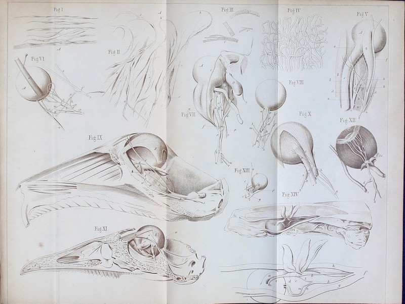 PiäTT. TigTHL Tie'S.