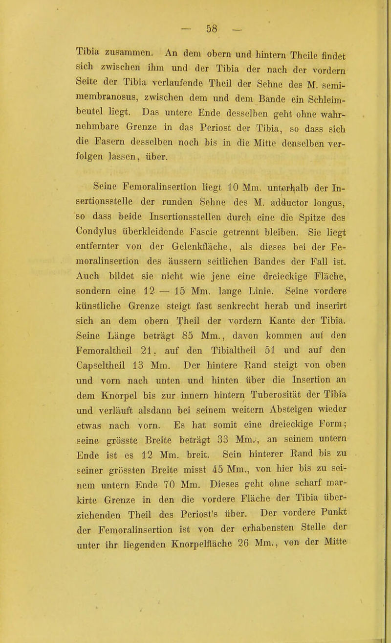 Tibla zusammen. An dem obcrn und hintern Theile findet sich zwischen ihm und der Tibia der nach der vordem Seite der Tibia verlaufende Theil der Sehne des M. semi- membranosus, zwischen dem und dem Bande ein Schleim- beutel liegt. Das untere Ende desselben geht ohne wahr- nehmbare Grenze in das Periost der Tibia, so dass sich die Fasern desselben noch bis in die Mitte denselben ver- folgen lassen, über. Seine Femoralinsertion liegt 10 Mm. untierl^alb der In- sertionsstelle der runden Sehne des M. adductor longus, so dass beide Insertionsstellen durch eine die Spitze des Condylus überkleidende Fascie getrennt bleiben. Sie liegt entfernter von der Gelenkfläche, als dieses bei der Fe- moralinsertion des äussern seitlichen Bandes der Fall ist. Auch bildet sie nicht wie jene eine dreieckige Fläche, sondern eine 12 — 15 Mm. lange Linie. Seine vordere künstliche Grenze steigt fast senkrecht herab und inserirt sich an dem obern Theil der vordem Kante der Tibia. Seine Länge beträgt 85 Mm., davon kommen auf den Femoraltheil 21, auf den Tibialtheil 51 und auf den Capseltheil 13 Mm. Der hintere Rand steigt von oben und vorn nach unten und hinten über die Insertion an dem Knorpel bis zur Innern hintern Tuberosität der Tibia und verläuft alsdann bei seinem weitern Absteigen wieder etwas nach vorn. Es hat somit eine dreieckige Form; seine grösste Breite beträgt 33 Mm^, an seinem untern Ende ist es 12 Mm. breit. Sein hinterer Rand bis zu seiner grössten Breite misst 45 Mm., von hier bis zu sei- nem untern Ende 70 Mm. Dieses geht ohne scharf mar- Idrte Grenze in den die vordere Fläche der Tibia über- ziehenden Theil des Feriost's über. Der vordere Punkt der Femoralinsertion ist von der erhabensten Stelle der unter ihr liegenden Knorpelfläche 26 Mm., von der Mitte