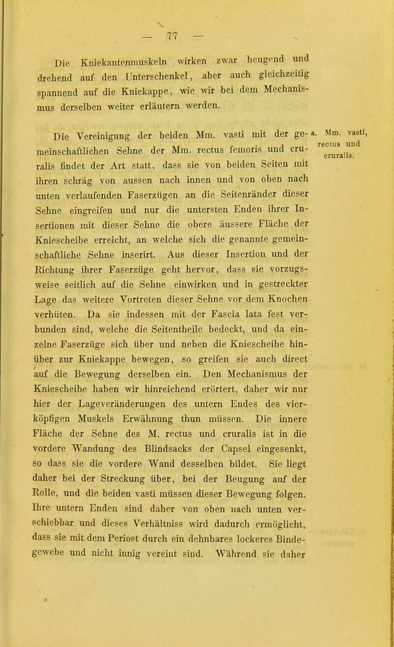 Die Kniekantpnmupkcln wirken zwar beugend und drehend auf den Unterschenkel, aber auch gleichzeitig spannend auf die Kniekappe, wie wir bei dem Mechanis- mus derselben weiter erläutern werden. Die Vereinigung der beiden Mm. vasti mit der ge-a. Mm. vasti, meinschaftlichen Sehne der Mm. rectus femoris und cru- '^^'^^'^'^^^ °° ralis findet der Art statt, dass sie von beiden Seiten mit ihren schräg von aussen nach innen und von oben nach unten verlaufenden Faserzügen an die Seitenränder dieser Sehne eingreifen und nur die untersten Enden ihrer In- sertionen mit dieser Sehne die obere äussere Fläche der Kniescheibe erreicht, an welche sich die genannte gemein- schaftliche Sehne inserirt. Aus dieser Insertion und der Richtung ihrer Faserzüge geht hervor, dass sie vorzugs- weise seitlich auf die Sehne einwirken und in gestreckter Lage das weitere Vortreten dieser Sehne vor dem Knochen verhüten. Da sie indessen mit der Fascia lata fest ver- bunden sind, welche die Seitentheile bedeckt, und da ein- zelne Faserzüge sich über und neben die Kniescheibe hin- über zur Kniekappe bewegen, so greifen sie auch direct auf die Bewegung derselben ein. Den Mechanismus der Kniescheibe haben wir hinreichend erörtert, daher wir nur hier der Lageveränderungen des untern Endes des vier- köpfigen Muskels Erwähnung thun müssen. Die innere Fläche der Sehne des M. rectus und cruralis ist in die vordere Wandung des Blindsacks der Capsel eingesenkt, so dass sie die vordere Wand desselben bildet. Sie liegt daher bei der Streckung über, bei der Beugung auf der Rolle, und die beiden vasti müssen dieser Bewegung folgen. Ihre untern Enden sind daher von oben nach \mten ver- schiebbar und dieses Verhältniss wird dadurch ermöglicht, dass sie mit dem Periost durch ein dehnbares lockeres Binde- gewebe und nicht innig vereint sind. Während sie daher