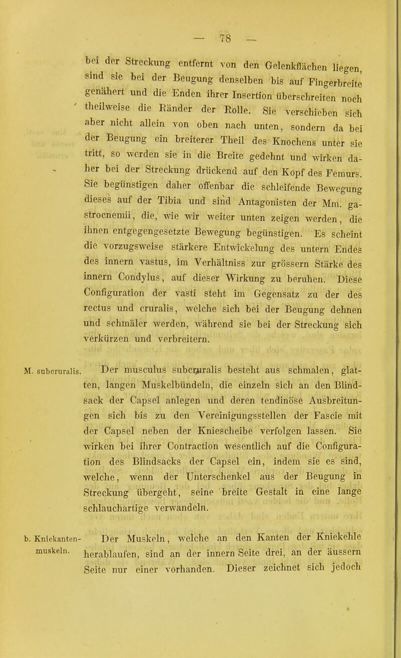 bei der Streckung entfernt von den Gelcnkflächen liegen sind sie bei der Beugung denselben bis auf Fingerbreite genähert und die Enden ihrer Insertion überschreiten noch ' theilwcise die Ränder der Rolle. Sic verschieben sich aber nicht allein von oben nach unten, sondern da bei der Beugung ein breiterer Theil des Knochens unter sie tritt, so werden sie in die Breite gedehnt und wirken da- her bei der Streckung drückend auf den Kopf des Femurs. Sie begünstigen daher offenbar die schleifende Bewegung dieses auf der Tibia und sind Antagonisten der Mm. ga- strocnemii, die, wie wir weiter unten zeigen werden, die ihnen entgegengesetzte Bewegung begünstigen. Es scheint die vorzugsweise stärkere Entwickelung des untern Endes des Innern vastus, im Verhältniss zur grössern Stärke des innern Condylus, auf dieser Wirkung zu beruhen. Diese Configuration der vasti steht im Gegensatz zu der des rectus und cruralis, welche sich bei der Beugung dehnen und schmäler werden, während sie bei der Streckung sich verkürzen und verbreitern. M. suboruralis. Der musculus subci;Hralis besteht aus schmalen, glat- ten, langen Muskelbündeln, die einzeln sich an den Blind- sack der Capsel anlegen imd deren tendinöse Ausbreitun- gen sich bis zu den Vereinigungsstellen der Fascie mit der Capsel neben der Kniescheibe verfolgen lassen. Sie wirken bei ihrer Contraction wesentlich auf die Configura- tion des Blindsacks der Capsel ein, indem sie es sind, welche, wenn der Unterschenkel aus der Beugung in Streclaing übergeht, seine breite Gestalt in eine lange schlauchartige verwandeln. b. Kniekanten- Der Muskeln, welche an den Kanten der Kniekehle muskeln. hexablaufen, sind an der innern Seite drei, an der äussern Seite nur einer vorhanden. Dieser zeichnet sich jedoch