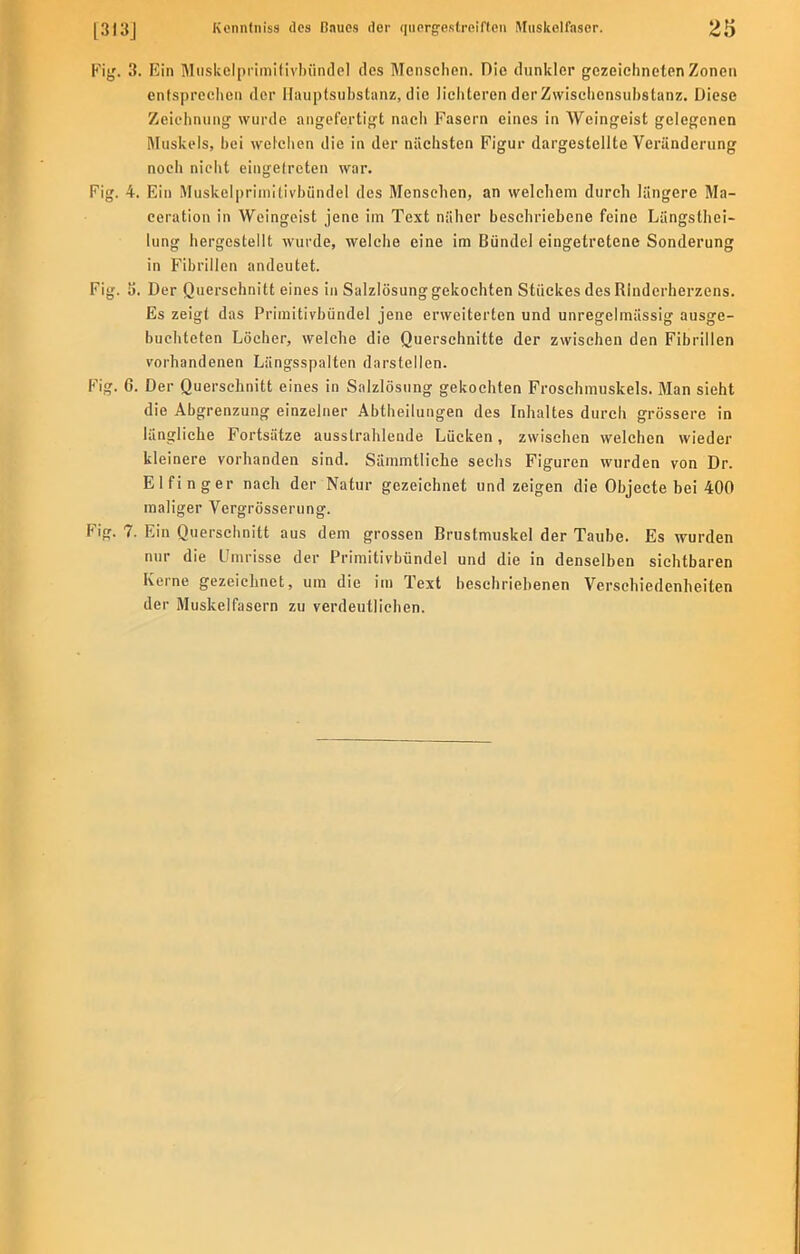 Fig. 3. Ein Muskelprimitivbündel des Menschen. Die dunkler gezeichneten Zonen entsprechen der Ilauptsubstanz, die lichteren der Zwischensubstanz. Diese Zeichnung wurde angefertigt nach Fasern eines in Weingeist gelegenen Muskels, hei welchen die in der nächsten Figur dargestellte Veränderung noch nicht eingetreten war. Fig. 4. Ein Muskelprimitivbündel des Menschen, an welchem durch längere Ma- ceration in Weingeist jene im Text näher beschriebene feine Längsthei- lung hergestellt wurde, welche eine im Bündel eingetretene Sonderung in Fibrillen andeutet. Fig. 5. Der Querschnitt eines in Salzlösung gekochten Stückes des Rinderherzens. Es zeigt das Primitivbündel jene erweiterten und unregelmässig ausge- buehteten Löcher, welche die Querschnitte der zwischen den Fibrillen vorhandenen Längsspalten darstellen. Fig. 6. Der Querschnitt eines in Salzlösung gekochten Froschmuskels. Man sieht die Abgrenzung einzelner Abtheilungen des Inhaltes durch grössere in längliche Fortsätze ausstrahlende Lücken, zwischen welchen wieder kleinere vorhanden sind. Sämmtliche sechs Figuren wurden von Dr. Elfinger nach der Natur gezeichnet und zeigen die Objecte bei 400 maliger Vergrösserung. Fig. 7. Ein Querschnitt aus dem grossen Brustmuskel der Taube. Es wurden nur die Umrisse der Primitivbündel und die in denselben sichtbaren Kerne gezeichnet, um die im Text beschriebenen Verschiedenheiten der Muskelfasern zu verdeutlichen.