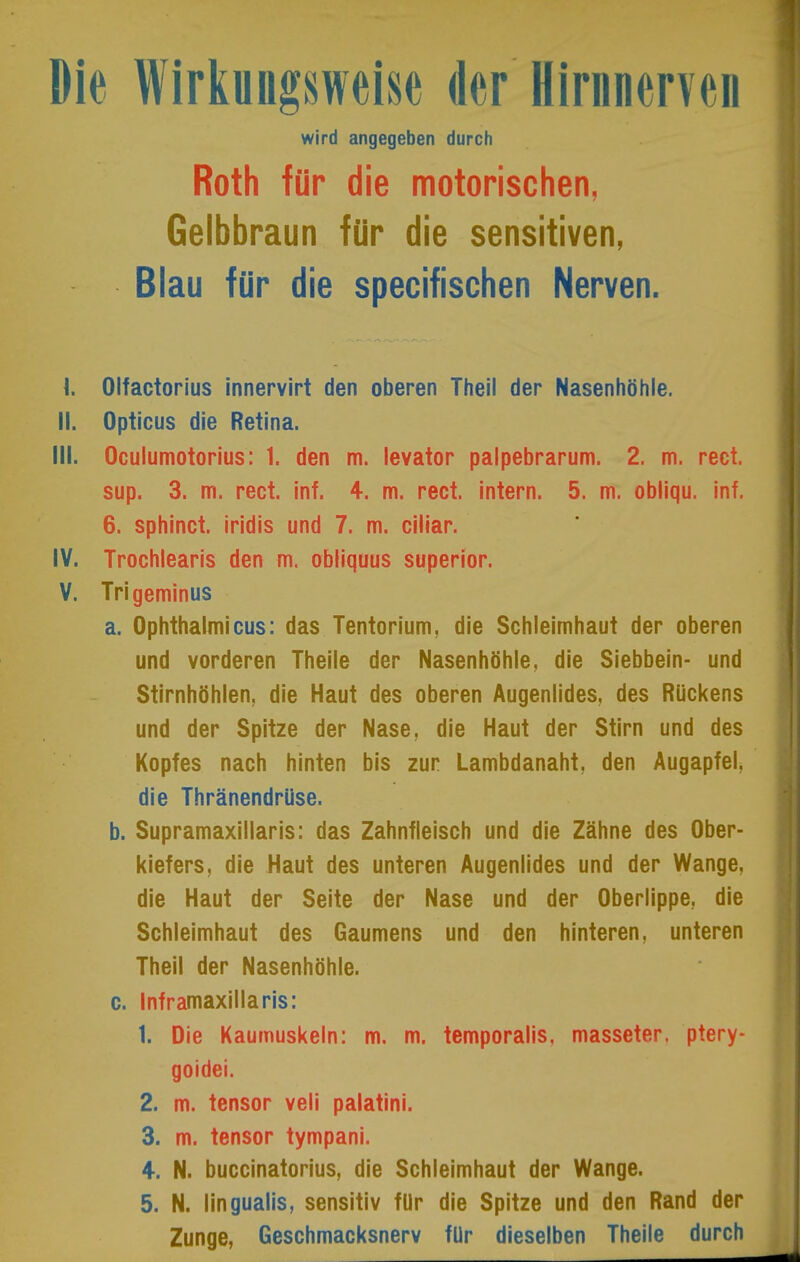 Die Wirkungsweise der Hirnnerven wird angegeben durch Roth für die motorischen, Gelbbraun für die sensitiven, Blau für die specifischen Nerven. I. Olfactorius innervirt den oberen Theil der Nasenhöhle. II. Opticus die Retina. III. Oculumotorius: 1. den m. levator palpebrarum. 2. m. rect. sup. 3. m. rect. inf. 4. m. rect. intern. 5. m. obliqu. inf. 6. sphinct. iridis und 7. m. ciliar. IV. Trochlearis den m. obliquus superior. V. Trigemlnus a. Ophthalmicus: das Tentorium, die Schleimhaut der oberen und vorderen Theile der Nasenhöhle, die Siebbein- und Stirnhöhlen, die Haut des oberen Augenlides, des Rückens und der Spitze der Nase, die Haut der Stirn und des Kopfes nach hinten bis zur Lambdanaht, den Augapfel, die Thränendrüse. b. Supramaxillaris: das Zahnfleisch und die Zähne des Ober- kiefers, die Haut des unteren Augenlides und der Wange, die Haut der Seite der Nase und der Oberlippe, die Schleimhaut des Gaumens und den hinteren, unteren Theil der Nasenhöhle. c. Inframaxillaris: 1. Die Kaumuskeln: m. m. temporalis. masseter. ptery- goidei. 2. m. tensor veli palatini. 3. m. tensor tympani. 4-. N. buccinatorius, die Schleimhaut der Wange. 5. N. lingualis, sensitiv fUr die Spitze und den Rand der Zunge, Geschmacksnerv für dieselben Theile durch