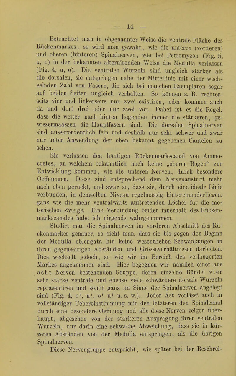 Betrachtet man in obgenannter Weise die ventrale Fläche des Kückenmarkes, so wird man gewahr, wie die unteren (vorderen) und oberen (hinteren) Spinalnerven, wie bei Petromyzon (Fig. 5, u, o) in der bekannten alternirendeu Weise die Medulla verlassen (Fig. 4, u, o). Die ventralen Wurzeln sind ungleich stärker als die dorsalen, sie entspringen nahe der Mittellinie mit einer wech- selnden Zahl von Fasern, die sich bei manchen Exemplaren sogar auf beiden Seiten ungleich verhalten. So können z. B. rechter- seits vier und linkerseits nur zwei existiren, oder kommen auch da und dort drei oder nur zwei vor. Dabei ist es die Regel, dass die weiter nach hinten liegenden immer die stärkeren, ge- wissermaassen die Hauptfasern sind. Die dorsalen Spinalnerven sind ausserordentlich fein und deshalb nur sehr schwer und zwar nur unter Anwendung der oben bekannt gegebenen Cautelen zu sehen. Sie verlassen den häutigen Rückenmarkscanal von Ammo- coetes, an welchem bekanntlich noch keine „oberen Bogen zur Entwicklung kommen, wie die unteren Nerven, durch besondere Oelfnungen. Diese sind entsprechend dem Nervenaustritt mehr nach oben gerückt, und zwar so, dass sie, durch eine ideale Linie verbunden, in demselben Niveau regelmässig hintereinanderliegen, ganz wie die mehr ventralwärts auftretenden Löcher für die mo- torischen Zweige. Eine Verbindung beider innerhalb des Rücken- markscanales habe ich nirgends wahrgenommen. Studirt mau die Spinalnerven im vorderen Abschnitt des Rü- ckenmarkes genauer, so sieht man, dass sie bis gegen den Beginn der Medulla oblongata hin keine wesentlichen Schwankungen in ihren gegenseitigen Abständen und Grösseverhältnissen darbieten. Dies wechselt jedoch, so wie wir im Bereich des verlängerten Markes angekommen sind. Hier begegnen wir nämlich einer aus acht Nerven bestehenden Gruppe, deren einzelne Bündel vier sehr starke ventrale und ebenso viele schwächere dorsale Wurzeln repräsentiren und somit ganz im Sinne der Spinalnerven angelegt sind (Fig. 4, o\ u\ o^ u^ u. s. w.). Jeder Ast verlässt auch in vollständiger Uebereinstimraung mit den letzteren den Spinalcanal durch eine besondere Oefifnung und alle diese Nerven zeigen über- haupt, abgesehen von der stärkeren Ausprägung ihrer ventralen Wurzeln, nur darin eine schwache Abweichung, dass sie in kür- zeren Abständen von der Medulla entspringen, als die übrigen Spinalnerven. Diese Nervengruppe entspricht, wie später bei der Beschrei-