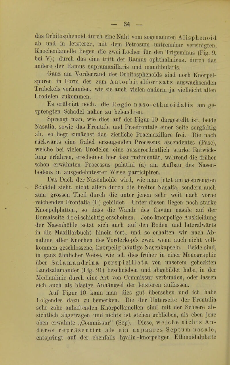 das Orbitosphenoid durch eine Naht vom sogenannten Alisphenoid ab und in letzterer, mit dem Petrosum untrennl)ar vereinigten, Knochenlamelle liegen die zwei Löcher für den Trigeminus (Fig. 9, bei V); durch das eine tritt der Ramus ophthalmicus, durch das andere der Eamus supramaxillaris und mandibularis. Ganz am Vorderrand des Orbitosphenoids sind noch Knorpel- spuren in Form des zum Antorbitalfortsatz auswachsenden Trabekels vorhanden, wie sie auch vielen andern, ja vielleicht allen Urodelen zukommen. Es erübrigt noch, die Regio naso-ethmoidalis am ge- sprengten Schädel näher zu beleuchten. Sprengt man, wie dies auf der Figur 10 dargestellt ist, beide Nasalia, sowie das Frontale und Praefrontale einer Seite sorgfältig ab, so liegt zunächst das zierliche Praeniaxillare frei. Die nach rückwärts eine Gabel erzeugenden Processus ascendentes (Pasc), welche bei vielen Urodelen eine ausserordentlich starke Entwick- lung erfahren, erscheinen hier fast rudimentär, während die früher schon erwähnten Processus palatini (a) am Aufbau des Nasen- bodens in ausgedehntester Weise participiren. Das Dach der Nasenhöhle wird, wie man jetzt am gesprengten Schädel sieht, nicht allein durch die breiten Nasalia, sondern auch zum grossen Theil durch die unter jenen sehr weit nach vorne reichenden Frontalia (F) gebildet. Unter diesen liegen noch starke Knorpelplatten, so dass die Wände des Cavum nasale auf der Dorsalseite dreischichtig erscheinen. Jene knorpelige Auskleidung der Nasenhöhle setzt sich auch auf den Boden und lateralwärts in die Maxillarbucht hinein fort, und so erhalten wir nach Ab- nahme aller Knochen des Vorderkopfs zwei, w^eun auch nicht voll- kommen geschlossene, knorpelig-häutige Nasenkapseln. Beide sind, in ganz ähnlicher Weise, wie ich dies früher in einer Monographie über Salamandrina perspicillata von unserem gefleckten Landsalamander (Fig. 91) beschrieben und abgebildet habe, in der Medianlinie durch eine Art von Commissur verbunden, oder lassen sich auch als blasige Anhängsel der letzteren auffassen. Auf Figur 10 kann man dies gut übersehen und ich habe Folgendes dazu zu bemerken. Die der Unterseite der Frontalia sehr zähe anhaftenden Knorpellamellen sind mit der Scheere ab- sichtlich abgetragen und nichts ist stehen geblieben, als eben jene oben erwähnte „Commissur (Sep). Diese, welche nichts An- deres repräsentirt als ein unpaares Septum nasale, entspringt auf der ebenfalls hyalin-knorpeligen Ethmoidalplatte