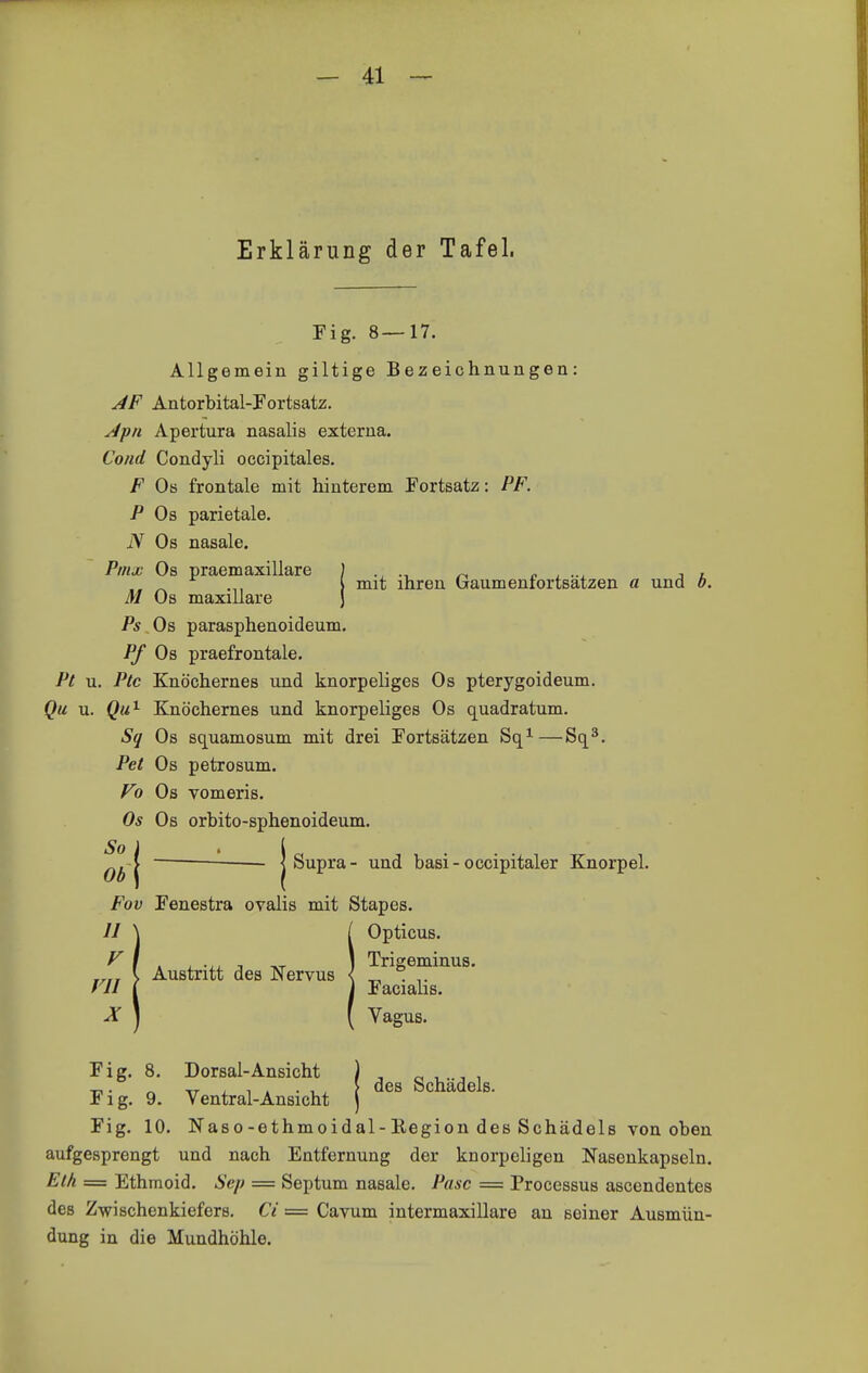 Erklärung der Tafel. Fig. 8—17. Allgemein giltige Bezeichnungen: JF Antorbital-Fortsatz. ^pn Apertura nasalis externa. Cond Condyli occipitales. F Ob frontale mit hinterem Fortsatz: PF. P Os parietale. N Os nasale. Pmx Os praemaxillare ^ n , ... j z. ^ mit ihren Gaurnenfortsatzen a und o. M Os maxiliare Ps Os parasphenoideum. Pf Os praefrontale. Pt u. Ptc Knöchernes und knorpeliges Os pterygoideum. Qu u. Qu^ Knöchernes und knorpeliges Os quadratum. Sq Os squamosum mit drei Fortsätzen Sq^—Sq^. Pet Os petrosum. y^o Os vomeris. Os Os orbito-sphenoideum. ^^-| ■ jsupra- und basi-occipitaler Knorpel. Fov Fenestra oralis mit Stapes. II \ [ Opticus. ^ \ K i. -Li. 3 -^r 1 Trigeminus. \ Austritt des Nervus { ^ . ^. f^II [ i Facialis. X \ ( Vagus. Fig. 8. Dorsal-Ansicht ) , r< i . , i T. • r. TT X 1 i • 1X J des Schädels. Flg. 9. Ventral-Ansicht j Fig. 10. Naso-ethmoidal-Region des Schädels von oben aufgesprengt und nach Entfernung der knorpeligen Nasenkapseln. Elh = Ethmoid. Sep = Septum nasale. Pasc = Processus ascendentes des Zwischenkiefers. Ci = Cavum intermaxillare an seiner Ausmün- dung in die Mundhöhle.