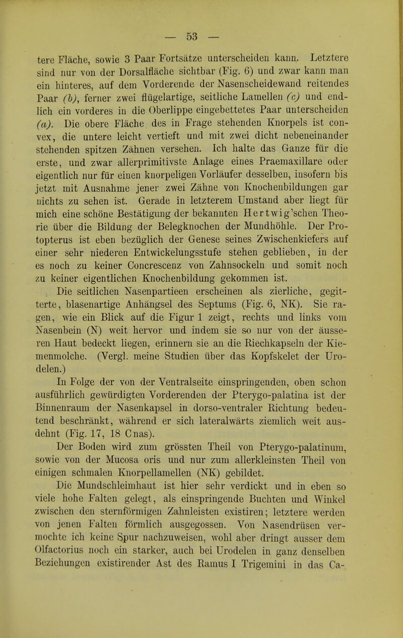 tere Fläche, sowie 3 Paar Fortsätze unterscheiden kann. Letztere sind nur von der Dorsalfläche sichtbar (Fig. 6) und zwar kann man ein hinteres, auf dem Vorderende der Nasenscheidewand reitendes Paar (h), ferner zwei flügelartige, seitliche Lamellen (c) und end- lich ein vorderes in die Oberlippe eingebettetes Paar unterscheiden (a). Die obere Fläche des in Frage stehenden Knorpels ist con- vex, die untere leicht vertieft und mit zwei dicht nebeneinander stehenden spitzen Zähnen versehen. Ich halte das Ganze für die erste, und zwar allerprimitivste Anlage eines Praemaxillare oder eigentlich nur für einen knorpeligen Vorläufer desselben, insofern bis jetzt mit Ausnahme jener zwei Zähne von Knochenbildungen gar nichts zu sehen ist. Gerade in letzterem Umstand aber liegt für mich eine schöne Bestätigung der bekannten Hertwig'schen Theo- rie über die Bildung der Belegknochen der Mundhöhle. Der Pro- topterus ist eben bezüglich der Genese seines Zwischenkiefers auf einer sehr niederen Entwickelungsstufe stehen geblieben, in der es noch zu keiner Concrescenz von Zahnsockeln und somit noch zu keiner eigentlichen Knochenbildung gekommen ist. ; Die seitlichen Nasenpartieen erscheinen als zierliche, gegit- terte, blasenartige Anhängsel des Septums (Fig. 6, NK). Sie ra- gen, wie ein Blick auf die Figur 1 zeigt, rechts und links vom Nasenbein (N) weit hervor und indem sie so nur von der äusse- ren Haut bedeckt liegen, erinnern sie an die Riechkapseln der Kie- menmolche. (Vergl. meine Studien über das Kopfskelet der Uro- delen.) In Folge der von der Ventralseite einspringenden, oben schon ausführlich gewürdigten Vorderenden der Pterygo-palatina ist der Binnenraum der Nasenkapsel in dorso-ventraler Richtung bedeu- tend beschränkt, während er sich lateralwärts ziemlich weit aus- dehnt (Fig. 17, 18 Cnas). Der Boden wird zum grössten Theil von Pterygo-palatinum, sowie von der Mucosa oris und nur zum allerkleinsten Theil von einigen schmalen Knorpellamellen (NK) gebildet. Die Mundschleimhaut ist hier sehr verdickt und in eben so viele hohe Falten gelegt, als einspringende Buchten und Winkel zwischen den sternförmigen Zahnleisten existiren; letztere werden von jenen Falten förmlich ausgegossen. Von N asendrüsen ver- mochte ich keine Spur nachzuweisen, wohl aber dringt ausser dem Olfactorius noch ein starker, auch bei Urodelen in ganz denselben Beziehungen existirender Ast des Ramus I Trigemini in das Ca-