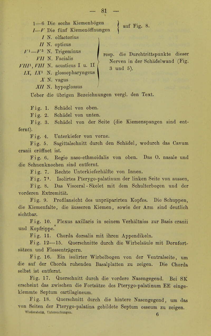 1—6 Die sechs Kiemenbögen ) j,. g /—r Die fünf Kiemenöifnungen | / N. olfactorius // N. opticus ^ ^^^S^™^'^^^ I regp, die Durchtrittspunkte dieser FII N. acia is \ Nerven in der Schädelwand (Fig. riin, nil N. acusticus I u. II / ^ IX, lÄ^ N. glossopharyngeus Ä N. vagus Äll N. hypoglossus Ueher die übrigen Bezeichnungen vergl. den Text. Fig. 1. Schädel von oben. Fig. 2. Schädel von unten. Fig. 3. Schädel von der Seite (die Kiemenspangen sind ent- fernt). Fig. 4. Unterkiefer von vorne. Fig. 5. Sagittalschnitt durch den Schädel, wodurch das Cavum cranii eröffnet ist. Fig. 6. Kegio naso-ethmoidalis von oben. Das 0. nasale und die Sehnenknochen sind entfernt. Fig. 7. Eechte TJnterkieferhälfte von Innen. Fig. V^. Isolirtes Pterygo-palatinum der linken Seite von aussen, Fig. 8. Das Visceral - Skelet mit dem Schulterbogen und der vorderen Extremität. Fig. 9. Profilansicht des unpräparirten Kopfes. Die Schuppen, die Kiemenfalte, die äusseren Kiemen, sowie der Arm sind deutlich sichtbar. Fig. 10. Plexus axillaris in seinem Verhältniss zur Basis cranii und Kopfrippe. Fig. 11. Chorda dorsalis mit ihren Appendikeln. Fig. 12—15. Querschnitte durch die Wirbelsäule mit Dornfort- sätzen und Flossentr^gern. Fig. 16. Ein isolirter Wirbelbogen von der Ventralseite, um die auf der Chorda ruhenden Basalplatten zu zeigen. Die Chorda selbst ist entfernt. Fig. 17. Querschnitt durch die vordere Nasengegend. Bei SK erscheint das zwischen die Fortsätze des Pterygo-palatinum EE einge- klemmte Septum cartilagineum. Fig. 18. Querschnitt durch die hintere Nasengegend, um das von Seiten der Pterygo-palatina gebildete Septum osseum zu zeigen. Wiedcrihcim, Untersuchungen. g