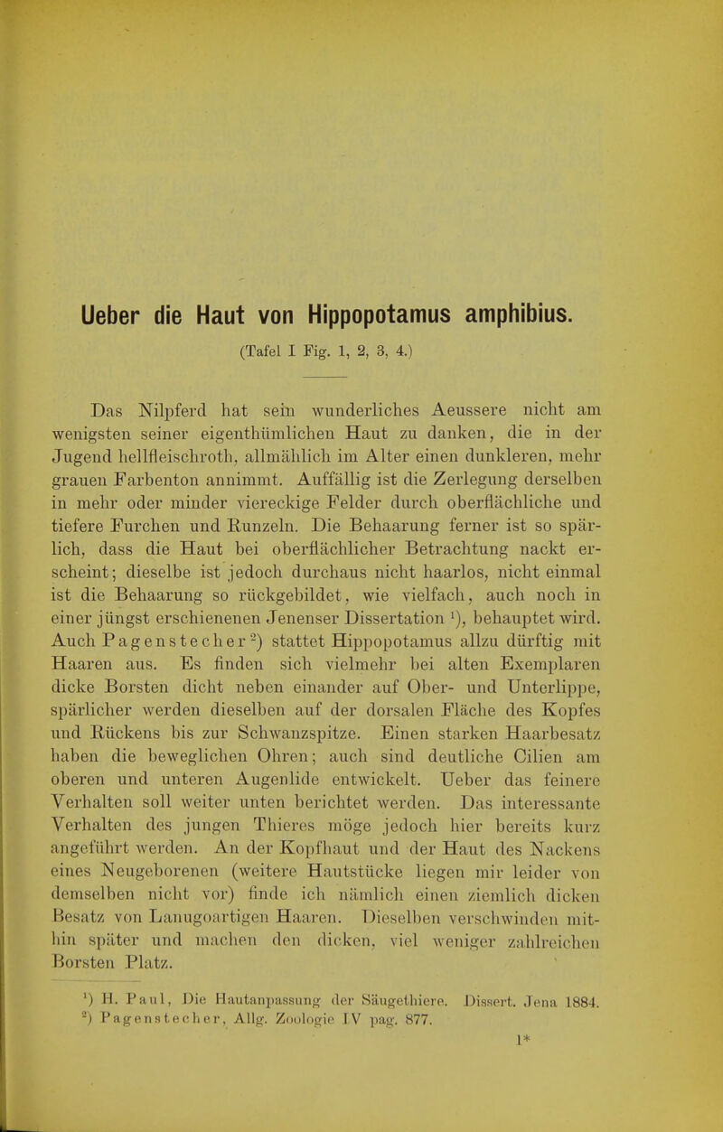 Ueber die Haut von Hippopotamus amphibius. (Tafel I Fig. 1, 2, 3, 4.) Das Nilpferd hat sein wunderliches Aeussere nicht am wenigsten seiner eigenthümlichen Haut zu danken, die in der Jugend hellfleischroth, allmählich im Alter einen dunkleren, mehr grauen Farbenton annimmt. Auffällig ist die Zerlegung derselben in mehr oder minder viereckige Felder durch oberflächliche und tiefere Furchen und Runzeln. Die Behaarung ferner ist so spär- lich, dass die Haut bei oberflächlicher Betrachtung nackt er- scheint; dieselbe ist jedoch durchaus nicht haarlos, nicht einmal ist die Behaarung so rückgebildet, wie vielfach, auch noch in einer jüngst erschienenen Jenenser Dissertation '), behauptet wird. Auch Pagenstecher-) stattet Hippopotamus allzu dürftig mit Haaren aus. Es finden sich vielmehr bei alten Exemplaren dicke Borsten dicht neben einander auf Ober- und Unterlippe, spärlicher werden dieselben auf der dorsalen Fläche des Kopfes und Rückens bis zur Schwanzspitze. Einen starken Haarbesatz haben die beweglichen Ohren; auch sind deutliche Cilien am oberen und unteren Augenlide entwickelt. Ueber das feinere Verhalten soll weiter unten berichtet werden. Das interessante Verhalten des jungen Thiercs möge jedoch hier bereits kurz angeführt werden. An der Kopfhaut und der Haut des Nackens eines Neugeborenen (weitere Hautstücke liegen mir leider von demselben nicht vor) finde ich nämlich einen ziemlich dicken Besatz von Lanugoartigen Haaren. Dieselben verschwinden mit- liin später und machen den dicken, viel weniger zahlreichen Borsten Platz. ') H. Paul, J)ie Hautanpassung der Säugethiere. Dissert. Jena 1884. Pagen stech er, Allg. Zoologie IV pag. 877. 1*