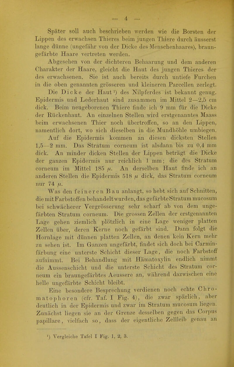 Später soll auch beschrieben werden wie die Borsten der Lippen des erwachsen Thieres beim jungen Thiere durch äusserst lange dünne (ungefähr von der Dicke des Menschenhaares), braun- gefärbte Haare vertreten werden. Abgesehen von der dichteren Beliaarung und dem anderen Charakter der Haare, gleicht die Haut des jungen Thieres der des erwachsenen. Sie ist auch bereits durch untiefe Furchen in die oben genannten grösseren und kleineren Parcellen zerlegt. Die Dicke der Haut 0 des Nilpferdes ist bekannt genug. Epidermis und Lederhaut sind zusammen im Mittel 2—2,5 cm dick. Beim neugeboi'enen Thiere finde ich 9 mm für die Dicke der E.ückenhaut. An einzelnen Stellen Avird erstgenanntes Maass beim erwachsenen Thier noch übertroffen, so an den Lippen, namentlich dort, wo sich dieselben in die Mundhöhle umbiegen. Auf die Epidermis kommen an diesen dicksten Stellen 1,5—2 mm. Das Stratum corneum ist alsdann bis zu 0,4 mm dick. An minder dicken Stellen der Lippen beträgt die Dicke der ganzen Epidermis nur reichlich 1 mm; die des Stratum corneum im Mittel 185 {.i. An derselben Haut finde ich an anderen Stellen die Epidermis 518 f^L dick, das Stratum corneum nur 74 Was den feineren Bau anlangt, so hebt sich aufschnitten, die mitEarbstoffen behandelt wurden, das gefärbte Stratum mucosum bei schwächerer Vergrösserung sehr scharf ab von dem unge- färbten Stratum corneum. Die grossen Zellen der erstgenannten Lage gehen ziemlich plötzlich in eine Lage weniger platten Zellen über, deren Kerne noch gefärbt sind. Dann folgt die Hornlage mit dünnen platten Zellen, an denen kein Kern mein- zu sehen ist. Ln Ganzen ungefärbt, findet sich doch bei Carmin- färbung eine unterste Schicht dieser Lage, die noch Farbstoff aufnimmt. Bei Behandlung mit Hämatoxylin endlich nimmt die Aussenschicht und die unterste Schicht des Stratum cor- neum ein braungefärbtes Aeussere an, während dazwischen eine helle ungefärbte Schicht bleibt. Eine besondere Besprechung verdienen noch echte Chro- matophoren (cfr. Taf. I Fig. 4), die zwar spärlich, aber deutlich in der Epidermis und zwar im Stratum mucosum liegen. Zunächst liegen sie an der Grenze desselben gegen das Cor])us papilläre, vielfach so, dass der eigentliche Zellleib genau an ') Vergleiche Tafel I Fig. 1, 2, 3.