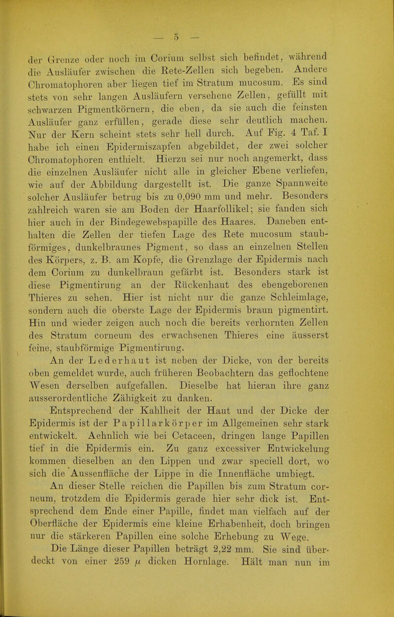 die Ausläufer zwischen die Rete-Zellen sich begeben. Andere Chroniatophoren aber liegen tief im Stratum mucosum. Es sind stets von sehr langen Ausläufern versehene Zellen, gefüllt mit schwarzen Pigmentkörnern, die eben, da sie auch die feinsten Ausläufer ganz erfüllen, gerade diese sehr deutlich machen. Nur der Kern scheint stets sehr hell durch. Auf Fig. 4 Taf. I habe ich einen Epidermiszapfen abgebildet, der zwei solcher Chromatophoren enthielt. Hierzu sei nur noch angemerkt, dass die einzelnen Ausläufer nicht alle in gleicher Ebene verliefen, wie auf der Abbildung dargestellt ist. Die ganze Spannweite solcher Ausläufer betrug bis zu 0,090 mm und mehr. Besonders zahlreich waren sie am Boden der Haarfollikel; sie fanden sich hier auch in der Bindegewebspapille des Haares. Daneben ent- halten die Zellen der tiefen Lage des Rete mucosum staub- förmiges, dunkelbraunes Pigment, so dass an einzelnen Stellen des Körpers, z. B. am Kopfe, die Grenzlage der Epidermis nach dem Corium zu dunkelbraun gefärbt ist. Besonders stark ist diese Pigmentirung an der Rückenhaut des ebengeborenen Thieres zu sehen. Hier ist nicht nur die ganze Schleimlage, sondern auch die oberste Lage der Epidermis braun pigmentirt. Hin und wieder zeigen auch noch die bereits verhornten Zellen des Stratum corneum des erwachsenen Thieres eine äusserst feine, staubförmige Pigmentirung. An der Lederhaut ist neben der Dicke, von der bereits oben gemeldet wurde, auch früheren Beobachtern das geflochtene Wesen derselben aufgefallen. Dieselbe hat hieran ihre ganz ausserordentliche Zähigkeit zu danken. Entsprechend der Kahlheit der Haut und der Dicke der Epidermis ist der Papillär kör per im Allgemeinen sehr stark entwickelt. Aehnlich wie bei Cetaceen, dringen lange Papillen tief in die Epidermis ein. Zu ganz excessiver Entwickelung kommen dieselben an den Lippen und zwar speciell dort, wo sich die Aussenfläche der Lippe in die Innenfläche umbiegt. An dieser Stelle reichen die Papillen bis zum Stratum cor- neum, trotzdem die Epidermis gerade hier sehr dick ist. Ent- sprechend dem Ende einer Papille, findet man vielfach auf der Oberfläche der Epidermis eine kleine Erhabenheit, doch bringen nur die stärkeren Papillen eine solche Erhebung zu Wege. Die Länge dieser Papillen beträgt 2,22 mm. Sie sind über- deckt von einer 259 (.i dicken Hornlage. Hält man nun im