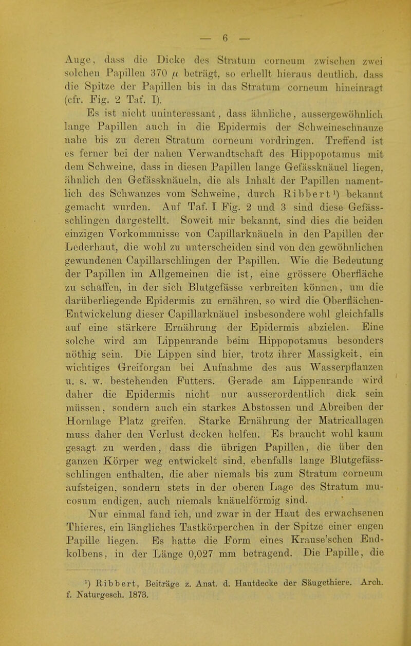 Auge, (lass die Dicke des Stratum conicum zwischen zwei solchen Papillen 370 /ii beträgt, so erhellt hieraus deutlich, dass die Spitze der Papillen bis in das Stratum corneum hineinragt (cfr. Fig. 2 Taf. I). Es ist nicht uninteressant, dass ähnliche, aussergewöhnlich lange Papillen auch in die Epidermis der Schweineschnauze nahe bis zu deren Stratum corneum vordringen. Treffend ist es ferner bei der nahen Verwandtschaft des Hippopotamus mit dem Schweine, dass in diesen Papillen lange Grefässknäuel liegen, ähnlich den Gefässknäueln, die als Inhalt der Papillen nament- lich des Schwanzes vom Schweine, durch Eibbert') bekannt gemacht wurden. Auf Taf. I Fig. 2 und 3 sind diese Gefäss- schlingen dargestellt. Soweit mir bekannt, sind dies die beiden einzigen Vorkommnisse von Capillarknäueln in den Papillen der Lederhaut, die wohl zu unterscheiden sind von den gewöhnlichen gewundenen Caj)illarschliugen der Papillen. Wie die Bedeutung der Papillen im Allgemeinen die ist, eine grössere Oberfläche zu schaffen, in der sich Blutgefässe verbreiten können, um die darüberliegende Epidermis zu ernähren, so wird die Oberflächen- Entwickelung dieser Capillarknäuel insbesondere wohl gleichfalls auf eine stärkere Ernährung der Epidermis abzielen. Eine solche wird am Lippenrande beim Hippopotamus besonders nöthig sein. Die Lippen sind hier, trotz ihrer Massigkeit, ein wichtiges Greiforgan bei Aufnahme des aus Wasserpflanzen u. s. w. bestehenden Futters. Gerade am Lippenrande wird daher die Epidermis nicht nur ausserordentlich dick sein müssen, sondern auch ein starkes Abstossen und Abreiben der Hornlage Platz greifen. Starke Ernährung der Matricallagen muss daher den Verlust decken helfen. Es braucht wohl kaum gesagt zu werden, dass die übrigen Papillen, die über den ganzen Körper weg entwickelt sind, ebenfalls lange Blutgefäss- schlingen enthalten, die aber niemals bis zum Stratum corneum aufsteigen, sondern stets in der oberen Lage des Stratum mu- cosum endigen, auch niemals knäuelförmig sind. Nur einmal fand ich, und zwar in der Haut des erwachsenen Thieres, ein längliches Tastkörperchen in der Spitze einer engen Papille liegen. Es hatte die Form eines Krause'schen End- kolbens, in der Länge 0,027 mm betragend. Die Papille, die ») Ribbert, Beiträge z. Anat. d. Hautdecke der Säugethiere. Arch. f. Naturgesch. 1873.