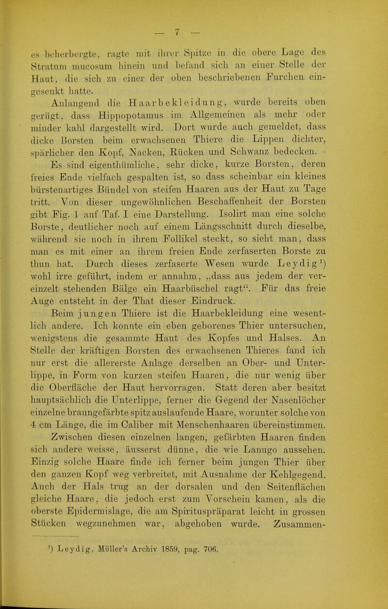 es beherbergte, ragte mit ihrer Si)itze in die obere Lage des Stratum mucosum liiiiein und befand sich an einer Stelle der Haut, die sich zu einer der oben beschriebenen Furchen ein- gesenkt hatte. Anlangend die Haarbekleidung, wurde bereits oben gerügt, dass Hippopotamus im Allgemeinen als mehr oder minder kahl dargestellt wird. Dort wurde auch gemeldet, dass dicke Borsten beim erwachsenen Thiere die Lippen dichter, spärHcher den Kopf, Nacken, Rücken und Schwanz bedecken. • Es sind eigenthümliche, sehr dicke, kurze Borsten, deren freies Ende vielfach gespalten ist, so dass scheinbar ein kleines bürstenartiges Bündel von steifen Haaren aus der Haut zu Tage tritt. Von dieser ungewöhnlichen Beschaffenheit der Borsten gibt Fig. 1 auf Taf. I eine Darstellung. Isolirt man eine solche Borste, deutlicher noch auf einem Längsschnitt durch dieselbe, während sie noch in ihrem Follikel steckt, so sieht man, dass mau es mit einer an ihrem freien Ende zerfaserten Borste zu thun hat. Durch dieses zerfaserte Wesen wurde Leydig^) wohl irre geführt, indem er annahm, „dass aus jedem der ver- einzelt stehenden Bälge ein Haarbüschel ragt. Für das freie Auge entsteht in der That dieser Eindruck. Beim jungen Thiere ist die Haarbekleidung eine wesent- lich andere. Ich konnte ein eben geborenes Thier untersuchen, wenigstens die gesammte Haut des Kopfes und Halses. An Stelle der kräftigen Borsten des erwachsenen Thieres fand ich nur erst die allererste Anlage derselben an Ober- und Unter- lippe, in Form von kurzen steifen Haaren, die nur wenig über die Oberfläche der Haut hervorragen. Statt deren aber besitzt hauptsächlich die Unterlippe, ferner die Gegend der Nasenlöcher einzelne braungefärbte spitz auslaufende Haare, worunter solche von 4 cm Länge, die im Caliber mit Menschenhaaren übereinstimmen. Zwischen diesen einzelnen langen, gefärbten Haaren finden sich andere weisse, äusserst dünne, die wie Lanugo aussehen. Einzig solche Haare finde ich ferner beim jungen Thier über den ganzen Kopf weg verbreitet, mit Ausnahme der Kehlgegend, Auch der Hals trug an der dorsalen und den Seitenflächen gleiche Haare, die jedoch erst zum Vorschein kamen, als die oberste Epidermislage, die am Spirituspräparat leicht in grossen Stücken wegzunehmen war, abgehoben wurde. Zusammen- ') Leydig, Müller's Archiv 1859, pag. 706.