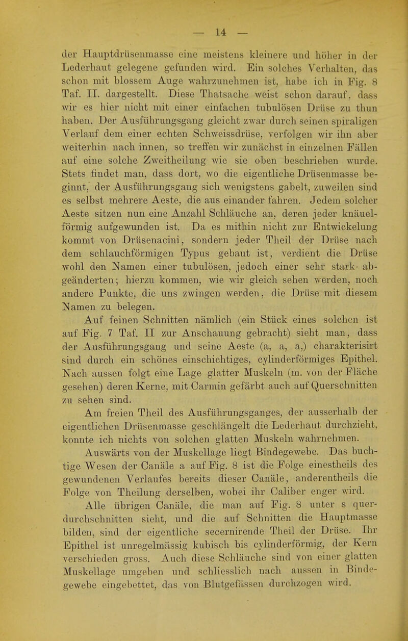 der Hauptdriisemnasse eine meistens kleinere und hoher in der Lederhaut gelegene gefunden wird. Ein solches Verlialten, das schon mit blossem Auge wahrzunehmen ist, habe ich in Fig. 8 Taf. II. dargestellt. Diese Thatsache weist schon darauf, dass wir es hier nicht mit einer einfachen tubulösen Drüse zu thun haben. Der Ausführungsgang gleicht zwar durch seinen spiraligen Verlauf dem einer echten Schweissdrüse, verfolgen wir ihn aber weiterhin nach innen, so treffen wir zunächst in einzelnen Fällen auf eine solche Zweitheilung wie sie oben beschrieben wurde. Stets findet man, dass dort, wo die eigentliche Drüsenmasse be- ginnt, der Ausführungsgaug sich wenigstens gabelt, zuweilen sind es selbst mehrere Aeste, die aus einander fahren. Jedem solcher Aeste sitzen nun eine Anzahl Schläuche an, deren jeder knäuel- förmig aufgewunden ist. Da es mithin nicht zur Entwickelung kommt von Drüsenacini, sondern jeder Theil der Drüse nach dem schlauchförmigen Typus gebaut ist, verdient die Drüse wohl den Namen einer tubulösen, jedoch einer sehr stark- ab- geänderten; hierzu kommen, wie wir gleich sehen werden, noch andere Punkte, die uns zwingen werden, die Drüse mit diesem Namen zu belegen. Auf feinen Schnitten nämlich (ein Stück eines solchen ist auf Fig. 7 Taf. II zur Anschauung gebracht) sieht man, dass der Ausführungsgang und seine Aeste (a, a, a,) charakterisirt sind durch ein schönes einschichtiges, cylinderförmiges Epithel. Nach aussen folgt eine Lage glatter Muskeln (m. von der Fläche gesehen) deren Kerne, mit Oarmin gefärbt auch auf Querschnitten zu sehen sind. Am freien Theil des Ausführungsganges, der ausserhalb der eigentlichen Drüsenmasse geschlängelt die Lederhaut durchzieht, konnte ich nichts von solchen glatten Muskeln wahrnehmen. Auswärts von der Muskellage liegt Bindegewebe. Das buch- tige Wesen der Canäle a auf Fig. 8 ist die Folge einestheils des gewundenen Verlaufes bereits dieser Canäle, anderentheils die Folge von Theilung derselben, wobei ihr Caliber enger wird. Alle übrigen Canäle, die man auf Fig. 8 unter s quer- durchschnitten sieht, und die auf Schnitten die Hauptmasse bilden, sind der eigentliche secernirende Theil der Drüse. Ihr Epithel ist unregelmässig kubisch bis cylinderförmig, der Kern verscliieden gross. Auch diese Schläuche sind von einer glatten Muskellage umgeben und schliesslich nach aussen in Binde- gewebe eingebettet, das von Blutgefässen durchzogen wird.