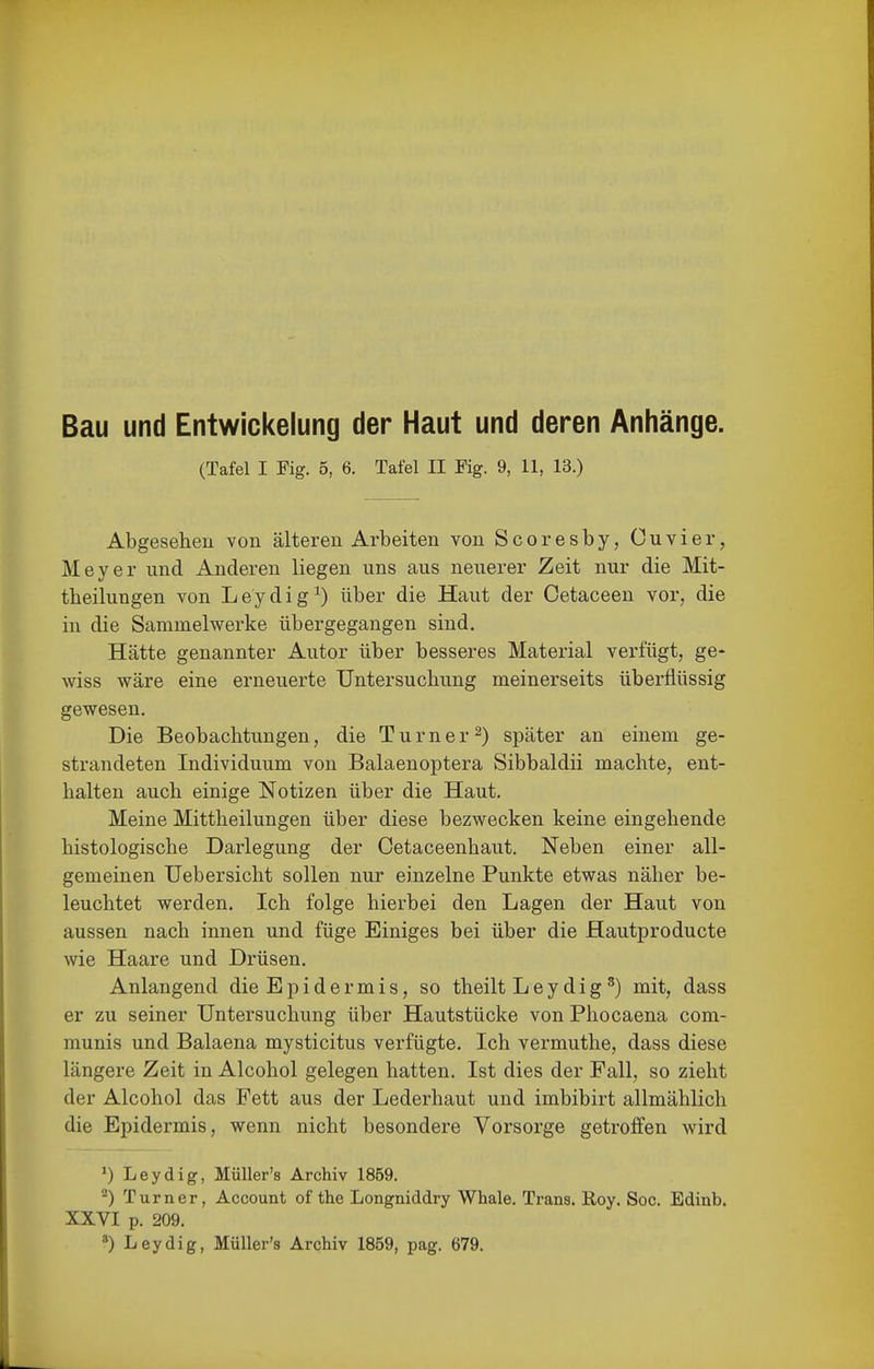Bau und Entwickelung der Haut und deren Anhänge. (Tafel I Fig. 5, 6. Tafel II Fig. 9, 11, 13.) Abgesehen von älteren Arbeiten von Scoresby, Cuvier, Meyer und Anderen liegen uns aus neuerer Zeit nur die Mit- theilungen von Leydig^) über die Haut der Cetaceeu vor, die in die Sammelwerke übergegangen sind. Hätte genannter Autor über besseres Material verfügt, ge- wiss wäre eine erneuerte Untersuchung meinerseits überflüssig gewesen. Die Beobachtungen, die Turner2) später an einem ge- strandeten Individuum von Balaenoptera Sibbaldii machte, ent- halten auch einige Notizen über die Haut. Meine Mittheilungen über diese bezwecken keine eingehende histologische Darlegung der Cetaceenhaut. Neben einer all- gemeinen Uebersicht sollen nur einzelne Punkte etwas näher be- leuchtet werden. Ich folge hierbei den Lagen der Haut von aussen nach innen und füge Einiges bei über die Hautproducte wie Haare und Drüsen. Anlangend die Epidermis, so theilt Ley digmit, dass er zu seiner Untersuchung über Hautstücke von Phocaena com- munis und Balaena mysticitus verfügte. Ich vermuthe, dass diese längere Zeit in Alcohol gelegen hatten. Ist dies der Fall, so zieht der Alcohol das Fett aus der Lederhaut und imbibirt allmählich die Epidermis, wenn nicht besondere Vorsorge getrolfen wird Leydig, Müller's Archiv 1859. ) Turner, Account of the Longniddry Whale. Trans. Roy. Soc. Edinb. XXVI p. 209. Leydig, Müller's Archiv 1859, pag. 679.