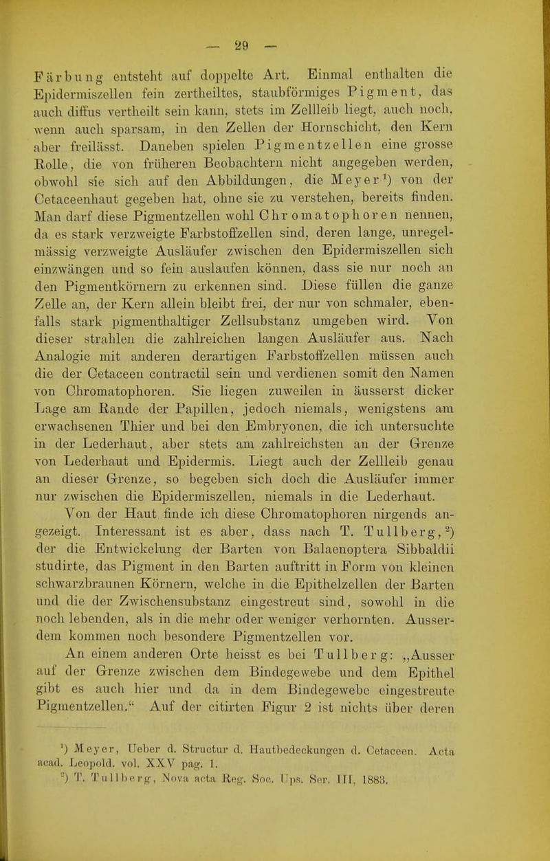 Färbung entsteht auf doppelte Art. Einmal enthalten die Epidermis/ellen fein zertheiltes, staubförmiges Pigment, das auch diffus vertheilt sein kann, stets im Zellleib liegt, auch noch, wenn auch sparsam, in den Zellen der Hornschicht, den Kern aber freilässt. Daneben spielen Pigmentzeilen eine grosse Rolle, die von früheren Beobachtern nicht augegeben werden, obwohl sie sich auf den Abbildungen, die Meyer von der Cetaceenhaut gegeben hat, ohne sie zu verstehen, bereits finden. Man darf diese Pigmentzellen wohl C h r o m a t o p höre n nennen, da es stark verzweigte Farbstoffzellen sind, deren lange, unregel- mässig verzweigte Ausläufer zwischen den Epidermiszellen sich einzwängen und so fein auslaufen können, dass sie nur noch an den Pigmentkörnern zu erkennen sind. Diese füllen die ganze Zelle an, der Kern allein bleibt frei, der nur von schmaler, eben- falls stark pigmenthaltiger Zellsubstanz umgeben wird. Von dieser strahlen die zahlreichen langen Ausläufer aus. Nach Analogie mit anderen derartigen Farbstoffzellen müssen auch die der Cetaceen contractil sein und verdienen somit den Namen von Chromatophoren. Sie liegen zuweilen in äusserst dicker Lage am Rande der Papillen, jedoch niemals, wenigstens am erwachsenen Thier und bei den Embryonen, die ich untersuchte in der Lederhaut, aber stets am zahlreichsten an der Grenze von Lederhaut und Epidermis. Liegt auch der Zellleib genau an dieser Grenze, so begeben sich doch die Ausläufer immer nur zwischen die Epidermiszellen, niemals in die Lederhaut. Von der Haut finde ich diese Chromatophoren nirgends an- gezeigt. Interessant ist es aber, dass nach T. Tullberg,-) der die Entwickelung der Barten von Balaenoptera Sibbaldii studirte, das Pigment in den Barten auftritt in Form von kleinen schwarzbraunen Körnern, welche in die Epithelzellen der Barten und die der Zwischensubstanz eingestreut sind, sowohl in die noch lebenden, als in die mehr oder weniger verhornten. Ausser- dem kommen noch besondere Pigmentzellen vor. An einem anderen Orte heisst es bei Tullberg: „Ausser auf der Grenze zwischen dem Bindegewebe und dem Epithel gibt es auch hier und da in dem Bindegewebe eingestreute Pigmentzellen. Auf der citirten Figur 2 ist nichts über deren ') Meyer, Ueber cl. Structur d. Hautberleckungen d. Cetaceen. Acta acad. Leopold, vol. XXV pag. 1. -■) T. Tullherg, >Jova acta Reg. Soc. Ups. Sor. HI, 1883.