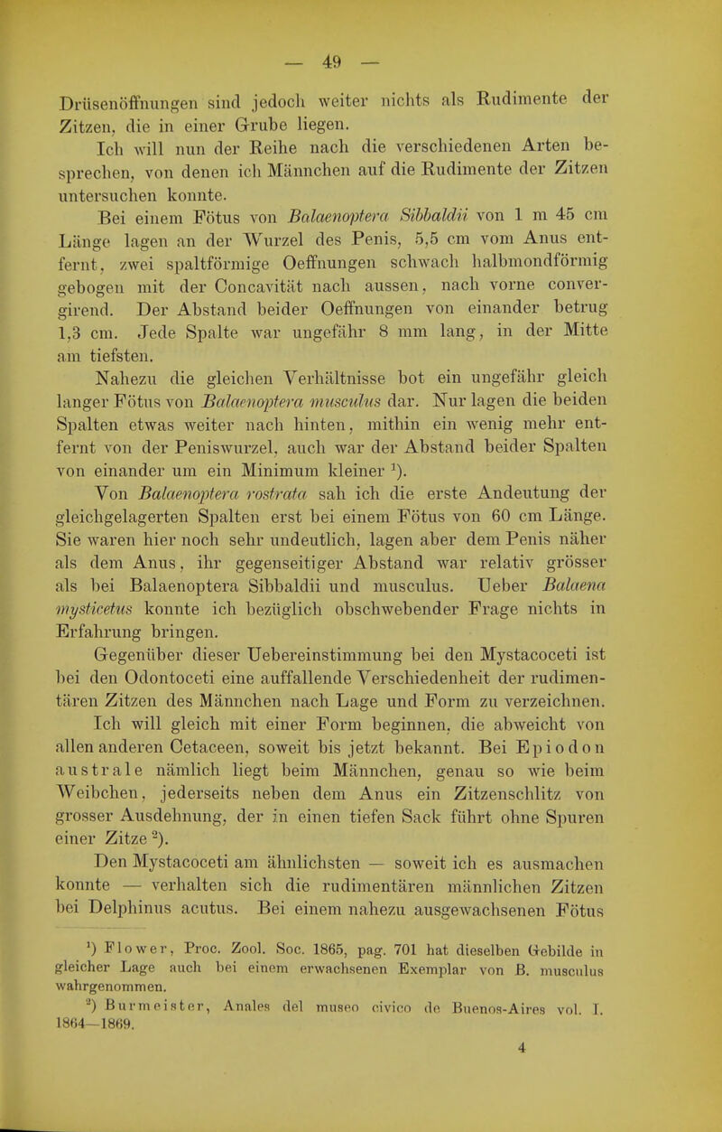 Drüsenöffnungen sind jedoch weiter nichts als Rudimente der Zitzen, die in einer Grube liegen. Ich will nun der Reihe nach die verschiedenen Arten be- sprechen, von denen ich Männchen auf die Rudimente der Zitzen untersuchen konnte. Bei einem Fötus von Balaenoptera Sibhaldii von 1 m 45 cm Länge lagen an der Wurzel des Penis, 5,5 cm vom Anus ent- fernt, zwei spaltförmige Oeffnungen schwach halbmondförmig gebogen mit der Concavität nach aussen, nach vorne conver- girend. Der Abstand beider Oeffnungen von einander betrug 1,3 cm. Jede Spalte war ungefähr 8 mm lang, in der Mitte am tiefsten. Nahezu die gleichen Verhältnisse bot ein ungefähr gleich langer Fötus von Balaenoptera Musculus dar. Nur lagen die beiden Spalten etwas weiter nach hinten, mithin ein wenig mehr ent- fernt von der Peniswurzel, auch war der Abstand beider Spalten von einander um ein Minimum kleiner ^). Von Balaenoptera rostrata sah ich die erste Andeutung der gleichgelagerten Spalten erst bei einem Fötus von 60 cm Länge. Sie waren hier noch sehr undeutlich, lagen aber dem Penis näher als dem Anus, ihr gegenseitiger Abstand war relativ grösser als bei Balaenoptera Sibbaldii und musculus. Ueber Balaena wysticetus konnte ich bezüglich obschwebender Frage nichts in Erfahrung bringen. Gegenüber dieser Uebereinstimmung bei den Mystacoceti ist bei den Odontoceti eine auffallende Verschiedenheit der rudimen- tären Zitzen des Männchen nach Lage und Form zu verzeichnen. Ich will gleich mit einer Form beginnen, die abweicht von allen anderen Cetaceen, soweit bis jetzt bekannt. Bei Epiodon australe nämlich liegt beim Männchen, genau so wie beim Weibchen, jederseits neben dem Anus ein Zitzenschlitz von grosser Ausdehnung, der in einen tiefen Sack führt ohne Spuren einer Zitze Den Mystacoceti am ähnlichsten — soweit ich es ausmachen konnte — verhalten sich die rudimentären männlichen Zitzen bei Delphinus acutus. Bei einem nahezu ausgewachsenen Fötus 0 Fl0wer, Proc. Zool. Soc. 1865, pag. 701 hat dieselben Gebilde in gleicher Lage auch bei einem erwachsenen Exemplar von ß. musculus wahrgenommen. urmeiflter, Anales del museo civico de Buenos-Aires vol I. 18ß4—1869. 4