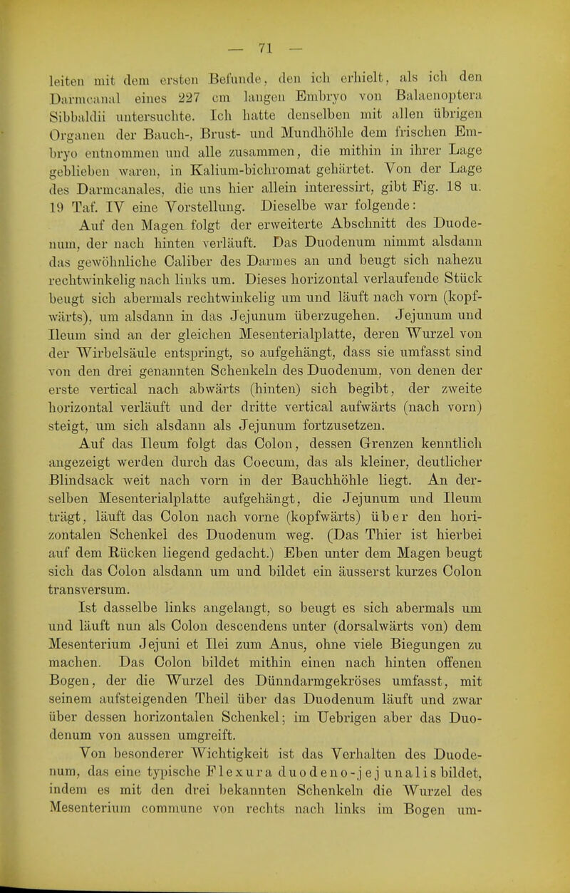 leiten uiit dem ersten Befunde, den ich erhielt, als ich den Darniciiniil eines 227 cm hingen Embryo von Bahienopteni Sibbaklii untersuchte. Ich hatte denselben mit allen übrigen Organen der Bauch-, Brust- und Mundhöhle dem frischen Em- bryo entnommen und alle zusammen, die mithin in ihrer Lage geblieben waren, in Kalium-bichromat gehärtet. Von der Lage des Darmcanales, die uns hier allein interessirt, gibt Fig. 18 u. 19 Taf. IV eine Vorstellung. Dieselbe war folgende: Auf den Magen folgt der erweiterte Abschnitt des Duode- num, der nach hinten verläuft. Das Duodenum nimmt alsdann das gewöhnliche Oaliber des Darmes an und beugt sich nahezu rechtwinkelig nach links um. Dieses horizontal verlaufende Stück beugt sich abermals rechtwinkelig um und läuft nach vorn (kopf- wärts), um alsdann in das Jejunum überzugehen. Jejunum und Ileum sind an der gleichen Mesenterialplatte, deren Wurzel von der Wirbelsäule entspringt, so aufgehängt, dass sie umfasst sind von den drei genannten Schenkeln des Duodenum, von denen der erste vertical nach abwärts (hinten) sich begibt, der zweite horizontal verläuft und der dritte vertical aufwärts (nach vorn) steigt, um sich alsdann als Jejunum fortzusetzen. Auf das Ileum folgt das Colon, dessen Grenzen kenntlich angezeigt werden durch das Coecum, das als kleiner, deutlicher Blindsack weit nach vorn in der Bauchhöhle liegt. An der- selben Mesenterialplatte aufgehängt, die Jejunum und Ileum trägt, läuft das Colon nach vorne (kopfwärts) über den hori- zontalen Schenkel des Duodenum weg. (Das Thier ist hierbei auf dem Bücken liegend gedacht.) Eben unter dem Magen beugt sich das Colon alsdann um und bildet ein äusserst kurzes Colon transversum. Ist dasselbe links angelangt, so beugt es sich abermals um und läuft nun als Colon descendens unter (dorsalwärts von) dem Mesenterium Jejuni et Ilei zum Anus, ohne viele Biegungen zu machen. Das Colon bildet mithin einen nach hinten offenen Bogen, der die Wurzel des Dünndarmgekröses umfasst, mit seinem aufsteigenden Theil über das Duodenum läuft und zwar über dessen horizontalen Schenkel; im Uebrigen aber das Duo- denum von aussen umgreift. Von besonderer Wichtigkeit ist das Verhalten des Duode- num, das eine typische Flexura duodeno-jejunalis bildet, indem es mit den drei l)ekannten Schenkeln die Wurzel des Mesenterium commune von rechts nach links im Bogen um-