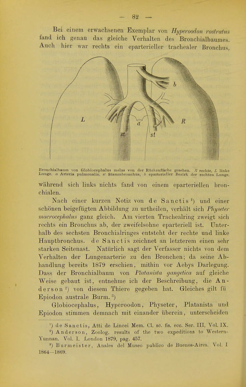 Bei einem erwachsenen Exemplar von Hyperoodon rostratm fand ich genau das gleiche Verhalten des Bronchialbaumes. Auch hier war rechts ein eparterieller trachealer Bronchus, Bronchialbaum von Globiocephalus melas von der Riiekenfläche gesehen. II reclite, L linke Ijiinge. a Arteria piilinonalis, st Stammbronchua, h eparterieller Bezirk der rechton liiinge. während sich links nichts fand von einem eparteriellen bron- chialen. Nach einer kurzen Notiz von de Sanctis^) und einer schönen beigefügten Abbildung zu urtheilen, verhält sich Physeter tnacrocephalus ganz gleich. Am vierten Trachealring zweigt sich rechts ein Bronchus ab, der zweifelsohne eparteriell ist. Unter- halb des sechsten Bronchialringes entsteht der rechte und linke Hauptbronchus. de Sanctis zeichnet an letzterem einen sehr starken Seitenast. Natürlich sagt der Verfasser nichts von dem Verhalten der Lungenarterie zu den Bronchen; da seine Ab- handlung bereits 1879 erschien, mithin vor Aebys Darlegung. Dass der Bronchialbaum von Flatmiista (jamjetica auf gleiche Weise gebaut ist, entnehme ich der Beschreibung, die An- derson^) von diesem Thiere gegeben hat. Gleiches gilt fü Epiodon australe Burm. '■^) Globiocephalus, Hyperoodon, Physeter, Platanista und Epiodon stimmen demnach mit einander überein, unterscheiden ') de Sanctis, Atti de Lincei Mem. Cl. sc. fis. ecc. Ser. III, Vol. IX. -) Anderson, Zoolog, results of the two expeditions to Westoni- Yunnan. Vol. I, London 1879, pag. 457. ) Burmeister, Anales del Museo publico de Jiuenos-Aires. Vol. i 1864—1869.