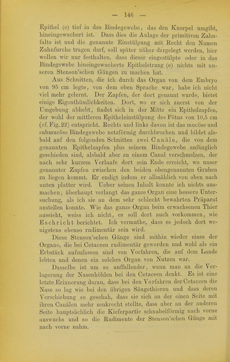 Epithel (e) tief in das Bindegewebe, das den Knorpel umgibt, hineingewucliert ist. Dass dies die Anlage der primitiven Zalin- falte ist und die genannte Einstülpung mit Eecht den Namen Zahnfurclie tragen darf, soll später näher dargelegt werden, hier wollen wir nur festhalten, dass dieser eingestülpte oder in das Bindegewebe hineingewucherte Epithelstrang (e) nichts mit un- seren Stenson'schen Gängen zu machen hat. Aus Schnitten, die ich durch das Organ von dem Embryo von 95 cm legte, von dem oben Sprache war, habe ich nicht viel mehr gelernt. Der Zapfen, der dort genannt wurde, bietet einige Eigenthümlichkeiten. Dort, wo er sich zuerst von der Umgebung abhebt, findet sich in der Mitte ein Epithelzapfen, der wohl der mittleren Epitheleinstülpung des Fötus von 10,5 cm (cf. Fig. 22) entspricht. Rechts und links davon ist das mucöse und submucöse Bindegewebe netzförmig durchbrochen und bildet als- bald auf den folgenden Schnitten zwei C anale, die von dem genannten Epithelzaj)fen plus seinem Bindegewebe anfänglich geschieden sind, alsbald aber zu einem Oanal verschmelzen, der nach sehr kurzem Verlaufe dort sein Ende erreicht, wo unser genannter Zapfen zwischen den beiden obengenannten Gruben zu liegen kommt. Er endigt indem er allmählich von oben nach unten platter wird. Ueber seinen Inhalt konnte ich nichts aus- machen ; überhaupt verlangt das ganze Organ eine bessere Unter- suchung, als ich sie an dem sehr schlecht bewahrten Präparat anstellen konnte. Wie das ganze Organ beim erwachsenen Thier aussieht, weiss ich nicht, es soll dort auch vorkommen, wie Eschriebt berichtet. Ich vermuthe, dass es jedoch dort we- nigstens ebenso rudimentär sein wird. Diese Stenson'schen Gänge sind mithin wieder eines der Organe, die bei Oetaceen rudimentär geworden und wohl als ein Erbstück aufzufassen sind von Vorfahren, die auf dem Lande lebten und denen ein solches Organ von Nutzen war. Dasselbe ist um so auffallender , wenn man an die Ver- lagerung der Nasenhöhlen bei den Oetaceen denkt. Es ist eine letzte Erinnerung daran, dass bei den Vorüdireu der Oetaceen die Nase so lag wie bei den übrigen Säugethieren und dass deren Verschiebung so geschah, dass sie sich an der einen Seite mit ihren Canälen mehr senkrecht stellte, dass aber an der anderen Seite hauptsächlich die Kieferpartie schnabelförmig nach vorne auswuchs und so die Rudimente der Stenson'schen Gänge mit nach vorne nahm.