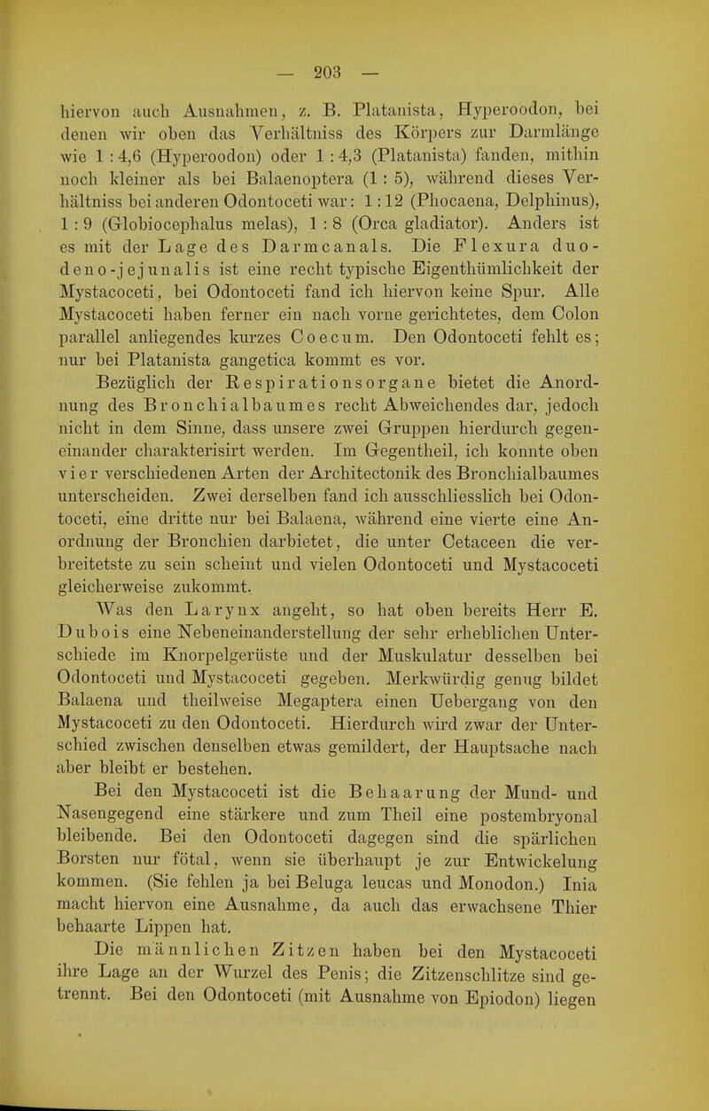 hiervon auch Ausnahmen, z. B. Phitauista, Hyperoodon, bei denen wir oben das Verhältniss des Köri^ers zur Darmlänge wie 1 :4,6 (Hyperoodon) oder 1 :4,3 (Platanista) fanden, mithin noch kleiner als bei Balaenoptera (1: 5), während dieses Ver- hältniss bei anderen Odontoceti war: 1:12 (Phocaena, Delphinus), 1 : 9 (Globiocephalus melas), 1 : 8 (Orca gladiator). Anders ist es mit der Lage des Darmcanals. Die Flexura duo- deno-jejunalis ist eine recht typische Eigenthümlichkeit der Mystacoceti, bei Odontoceti fand ich hiervon keine Spur. Alle Mystacoceti haben ferner ein nach vorne gerichtetes, dem Colon parallel anliegendes kurzes Coecum. Den Odontoceti fehlt es; nur bei Platanista gangetica kommt es vor. Bezüglich der Respirationsorgane bietet die Anord- nung des Bronchialbaumes recht Abweichendes dar, jedoch nicht in dem Sinne, dass unsere zwei Gruppen hierdurch gegen- einander charakterisirt werden. Im Gegentheil, ich konnte oben vier verschiedenen Arten der Architectonik des Bronchialbaumes unterscheiden. Zwei derselben fand ich ausschliesslich bei Odon- toceti, eine dritte nur bei Balaena, während eine vierte eine An- ordnung der Bronchien darbietet, die unter Cetaceen die ver- breitetste zu sein scheint und vielen Odontoceti und Mystacoceti gleicherweise zukommt. Was den Larynx angeht, so hat oben bereits Herr E. Dubois eine Nebeneinanderstellung der sehr erheblichen Unter- schiede im Knorpelgerüste und der Muskulatur desselben bei Odontoceti und Mystacoceti gegeben. Merkwürdig genug bildet Balaena und theilweise Megaptera einen Uebergang von den Mystacoceti zu den Odontoceti. Hierdurch wird zwar der Unter- schied zwischen denselben etwas gemildert, der Hauptsache nach aber bleibt er bestehen. Bei den Mystacoceti ist die Behaarung der Mund- und Nasengegend eine stärkere und zum Theil eine postembryonal bleibende. Bei den Odontoceti dagegen sind die spärlichen Borsten nur fötal, wenn sie überhaupt je zur Entwickelung kommen. (Sie fehlen ja bei Beluga leucas und Monodon.) Inia macht hiervon eine Ausnahme, da auch das erwachsene Thier behaarte Lippen hat. Die männlichen Zitzen haben bei den Mystacoceti ihre Lage an der Wurzel des Penis; die Zitzenschlitze sind ge- trennt. Bei den Odontoceti (mit Ausnahme von Epiodon) liegen