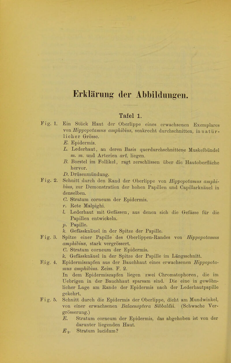 Erklärung der Abbildungen. Tafel 1. Fig. 1. Ein Stück Haut der Oberlippe eines erwachsenen Exemplares \on Hipj)opotamus amphibius, senkrecht durchschnitten, in natür- licher Grösse. E. Epidermis. L. Lederhaut, an deren Basis querdurchschnittene ISIuskelbündel m. m. und Arterien art. liegen. B. Borstel im Follikel, ragt zerschlissen über die Hautoberfläche hervor. D. Drüsenmündung. Fig. 2. Schnitt durch den Rand der Überlippe von Hippopotanms ampJii- hius, zur Demonstration der hohen Papillen und Oapillarknäuel in denselben. C. Stratum corneum der Epidermis. r. Rete Malpighi. l, Lederhaut mit Gelassen, aus denen sich die Gelasse für die Papillen entwickeln. p. Papille. fc. Gefässknäuel in der Spitze der Papille. Fig. 3. Spitze einer Papille des Oberlippen-Randes von Hippopotamus amjMbius, stark vergrössert. C. Stratum corneum der Epidermis. k. Gefässknäuel in der Spitze der Papille im Längsschnitt. Fig. 4. Epidermiszapfen aus der Bauchhaut eines erwachsenen Hippopota- mus amphibius. Zeiss. F. 2. In dem Epidermiszapfen liegen zwei Chromatophoren, die im Uebrigen in der Bauchhaut sparsam sind. Die eine in gewöhn- licher Lage am Rande der Epidermis nach der Lederhautpapille gekehrt. Fig. 5. Schnitt durch die Epidermis der Oberlippe, dicht am Mundwinkel, von einer erwachsenen Balaenoptera Sibbaldii. (Schwache Ver- grösserung.) E, Stratum corneum der Epidermis, das abgehoben ist von der darunter liegenden Haut. Eq. Stratum lucidum?