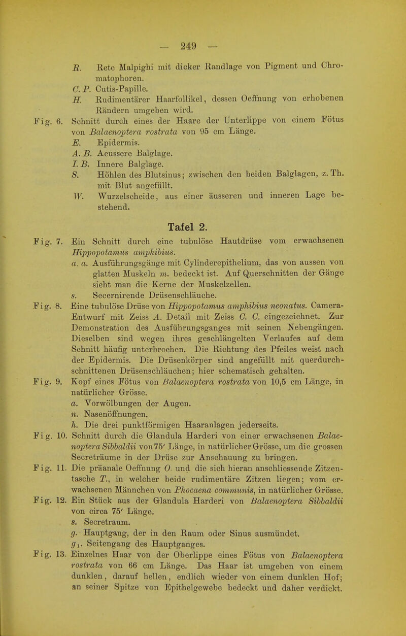 B. ßete Malpighi mit dicker Randlage von Pigment und Chro- matophoren. C. P. Cutis-Papille. H. Rudimentärer Haarfollikel, dessen Oefinung von erhobenen Rändern umgeben wird. Fig. 6. Schnitt durch eines der Haare der Unterlippe von einem Fötus von Balaenoptera rostrata von Ü5 cm Länge. E. Epidermis. A. B. Aeussere Balglage. I. B. Innere ßalglage. S. Höhlen des ßlutsinus; zwischen den beiden Balglagen, z. Th. mit Blut angefüllt. W. Wurzelscheide, aus einer äusseren und inneren Lage be- stehend. Tafel 2. Fig. 7. Ein Schnitt durch eine tubulöse Hautdrüse vom erwachsenen Hipiwpotamus amphibius. a. a. Ausführungsgänge mit Cylinderepithelium, das von aussen von glatten Muskeln m. bedeckt ist. Auf Querschnitten der Gänge sieht man die Kerne der Muskelzellen. s. Secernirende Drüsenschläuche. Fig. 8. Eine tubulöse Drüse von Hippopotamus amphibius neonatus. Camera- Entwurf mit Zeiss A. Detail mit Zeiss C. C. eingezeichnet. Zur Demonstration des Ausführungsganges mit seinen Nebengängen. Dieselben sind wegen ihres geschlängelten Verlaufes auf dem Schnitt häufig unterbrochen. Die Richtung des Pfeiles weist nach der Epidermis. Die Drüsenkörper sind angefüllt mit querdurch- schnittenen Drüsenschläuchen; hier schematisch gehalten. Fig. 9. Kopf eines Fötus von Balaenoptera rostrata von 10,5 cm Länge, in natürlicher Grösse. a. Vorwölbungen der Augen. n. Nasenöffnungen. h. Die drei punktförmigen Haaranlagen jederseits. Fig. 10. Schnitt durch die Glandula Harderi von einer erwachsenen Balae- noptera Sibbaldii von 75' Länge, in natürlicher Grösse, um die grossen Secreträume in der Drüse zur Anschauung zu bringen. Fig. 11. Die präanale Oeffnung 0 und die sich hieran anschliessende Zitzen- tasche T., in welcher beide rudimentäre Zitzen liegen; vom er- wachsenen Männchen von Phocaena communis, in natürlicher Grösse. Fig. 12. Ein Stück aus der Glandula Harderi von Balaenoptera Sibbaldii von circa 75' Länge, s, Secretraum. g. Hauptgang, der in den Raum oder Sinus ausmündet, (jr,. Seitengang des Hauptganges. Fig. 13. Einzelnes Haar von der Oberlippe eines Fötus von Balaenoptera rostrata von 66 cm Länge. Das Haar ist umgeben von einem dunklen, darauf hellen, endlich wieder von einem dunklen Hof; an seiner Spitze von Epithelgewebe bedeckt und daher verdickt.