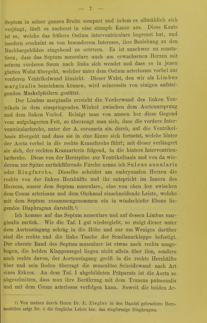 Septum in seiner ganzen Breite compact und indem es allmählich sich verjüngt, läuft es zuoberst in eine stumpfe Kante aus. Diese Kante ist es, welche das frühere Ostium interventriculare begrenzt hat, und insofern erscheint es von besonderem Interesse, ihre Beziehung zu den Nachbargebilden eingehend zu erörtern. Es ist unschwer zu consta- tiren, dass das Septum musculare auch am erwachsenen Herzen mit seinem vorderen Saum nach links sich wendet und dass es in jenen glatten Wulst übergeht, welcher unter dem Ostium arteriosum vorbei zur vorderen Ventrikelwand hinzieht. Dieser Wulst, den wir als Limbus marginalis bezeichnen können, wird seinerseits von einigen aufstei- genden Muskelpfeilern gestützt. Der Limbus marginalis erreicht die Vorderwand des linken Ven- trikels in dem einspringenden Winkel zwischen dem Aortenursprung und dem linken Vorhof. Eeinigt man von aussen her diese Gegend vom aufgelagerten Fett, so überzeugt man sich, dass die vordere Inter- ventricularfurche, unter der A. coronaria sin. durch, auf die Ventrikel- basis übergeht und dass sie in eine Rinne sich fortsetzt, welche hinter der Aorta vorbei in die rechte Kranzfurche führt; mit dieser verlängert sie sich, der rechten Kranzarterie folgend, in die hintere Interventricu- larfurche. Diese von der Herzspitze zur Ventrikelbasis und von da wie- derum zur Spitze zurückführende Furche nenne ich Sulcus annularis oder Ring für che. Dieselbe scheidet am embryonalen Herzen die rechte von der linken Herzhälfte und ihr entspricht im Innern des Herzens, ausser dem Septum musculare, eine von oben her zwischen dem Conus arteriosus und dem Ohrkanal einschneidende Leiste, welche mit dem Septum zusammengenommen ein in windschiefer Ebene lie- gendes Diaphragma darstellt.') Ich komme auf das Septum musculare und auf dessen Limbus mar- ginalis zurück. Wie die Taf. I gut wiedergiebt, so steigt dieser unter dem Aorteneingang schräg in die Höhe und nur um Weniges darüber sind die rechte und die linke Tasche der Semilunarklappe befestigt. Der oberste Rand des Septum musculare ist etwas nach rechts ausge- bogen, die beiden Klappensegel liegen nicht allein über ihm, sondern auch rechts davon, der Aorteneingang greift in die rechte Herzhälfte über und sein Boden überragt die musculöse Scheidewand nach Art eines Erkers. An dem Taf. I abgebildeten Präparate ist die Aorta so abgeschnitten, dass man ihre Berührung mit dem Truncus pulmonalis und mit dem Conus arteriosus verfolgen kann. Soweit die beiden Ar- 1) Von meinen durch Herrn Dr. E. Ziegler in den Handel gebrachten Herz- modellen zeigt Nr. G die fragliche Leiste bez. das ringförmige Diaphragma.