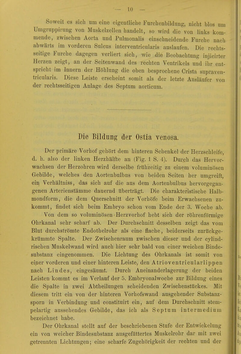 Soweit es sieh um eine eigentliche Furchenbildung, nicht blos um Umgruppirung von Muskelzellen handelt, so wird die von links kom- mende, zwischen Aorta und Pulmonalis einschneidende Furche nach abwärts im vorderen Sulcus interventricularis auslaufen. Die rechts- seitige Furche dagegen verliert sich, wie die Beobachtung injicirter Herzen zeigt, an der Seitenwand des rechten Ventrikels und ihr ent- spricht im Innern der Höhlung die oben besprochene Crista supraven- tricularis. Diese Leiste erscheint somit als der letzte Ausläufer von der rechtsseitigen Anlage des Septum aorticum. Die Bildung der Ostia yenosa. Der primäre Vorhof gehört dem hinteren Schenkel der Herzschleife, d. h. also der linken Herzhälfte au (Fig. 1 S. 4). Durch das Hervor- wachsen der Herzohren wird derselbe frühzeitig zu einem voluminösen Gebilde, welches den Aortenbulbus von beiden Seiten her umgreift, ein Verhältniss, das sich auf die aus dem Aortenbulbus hervorgegan- genen Arterienstämme dauernd überträgt. Die charakteristische Halb- mondform, die dem Querschnitt der Vorhöfe beim Erwachsenen zu- kommt, findet sich beim Embryo schon vom Ende der 3. Woche ab. Von dem so voluminösen Herzvorhof hebt sich der röhrenförmige Ohrkanal sehr scharf ab. Der Durchschnitt desselben zeigt das vom Blut durchströmte Endothelrohr als eine flache, beiderseits zurückge- krümmte Spalte. Der Zwischenraum zwischen dieser und der cylind- rischen Muskelwand wird auch hier sehr bald von einer weichen Binde- substanz eingenommen. Die Lichtung des Ohrkanals ist somit von einer vorderen und einer hinteren Leiste, den Atrioventricularlippen nach Lindes, eingesäumt. Durch Aneinanderlagerung der beiden Leisten kommt es im Verlauf der 5. Embryonalwoche zur Bildung eines die Spalte in zwei Abtheilungen scheidenden Zwischenstückes. Mit diesem tritt ein von der hinteren Vorhofswand ausgehender Substauz- sporn in Verbindung und constituirt ein, auf dem Durchschnitt stem- pelartig aussehendes Gebilde, das ich als Septum intermedium bezeichnet habe. Der Ohrkanal stellt auf der beschriebenen Stufe der Eutwickelung ein von weicher Bindesubstanz ausgefüttertes Muskelrohr dar mit zwei getrennten Lichtungen; eine scharfe Zugehörigkeit der rechten und der