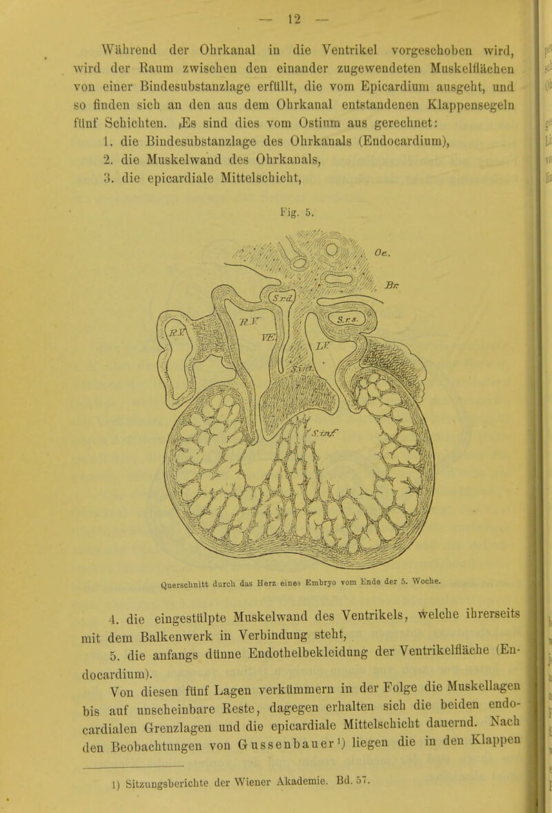 Während der Ohrkanal in die Ventrikel vorgeschoben wird, wird der Raum zwischen den einander zugewendeten Muskelflächen von einer Bindesubstanzlage erfüllt, die vom Epicardium ausgeht, und so finden sich an den aus dem Ohrkanal entstandenen Klappensegeln fünf Schichten. ^Es sind dies vom Ostium aus gerechnet: 1. die Bindesubstanzlage des Ohrkanals (Endocardium), 2. die Muskelwand des Ohrkanals, 3. die epicardiale Mittelschicht, Fig. 5. Querschnitt durch das Herz eines Embryo vom Ende der 5. Woche. 4. die eingestülpte Muskelwand des Ventrikels, welche ihrerseits mit dem Balkenwerk in Verbindung steht, 5. die anfangs dünne Endothelbekleidung der Ventrikelfläche (En- docardium). Von diesen fünf Lagen verkümmern in der Folge die Muskellagen bis auf unscheinbare Reste, dagegen erhalten sich die beiden endo- cardialen Grenzlagen und die epicardiale Mittelschicht dauernd. Nach den Beobachtungen von Gussenbauer') liegen die in den Klappen 1) Sitzungsberichte der Wiener Alcademie. Bd. 57.