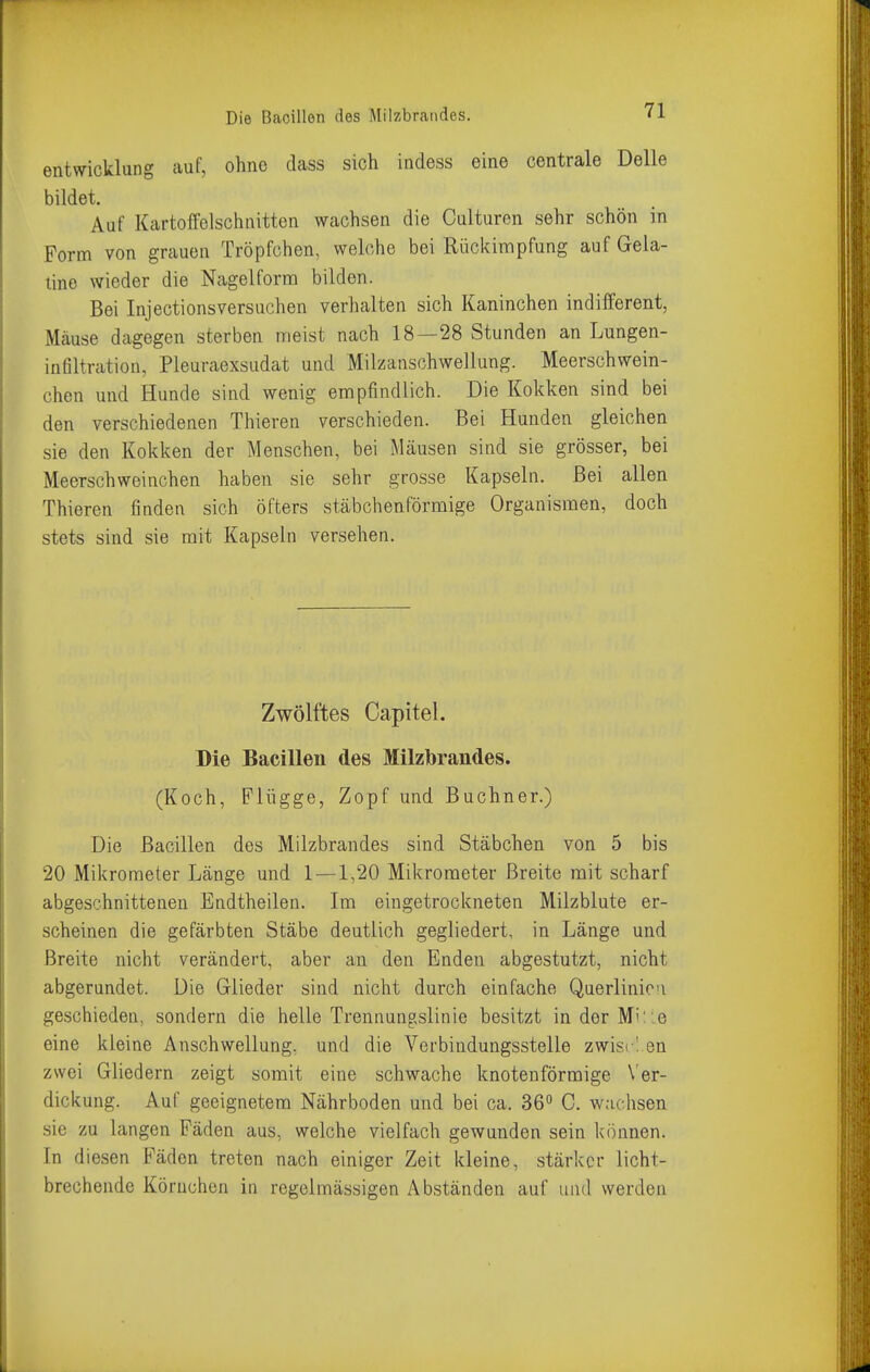 entwicklung auf, ohne dass sich indess eine centrale Delle bildet. Auf Kartoffelschnitten wachsen die Oulturen sehr schön in Form von grauen Tröpfchen, welche bei Rückimpfung auf Gela- tine wieder die Nagelform bilden. Bei Injectionsversuchen verhalten sich Kaninchen indifferent, Mäuse dagegen sterben meist nach 18—28 Stunden an Lungen- infiltration, Pleuraexsudat und Milzanschwellung. Meerschwein- chen und Hunde sind wenig empfindlich. Die Kokken sind bei den verschiedenen Thieren verschieden. Bei Hunden gleichen sie den Kokken der Menschen, bei Mcäusen sind sie grösser, bei Meerschweinchen haben sie sehr grosse Kapseln. Bei allen Thieren finden sich öfters stäbchenförmige Organismen, doch stets sind sie mit Kapseln versehen. Zwölftes Capitel. Die Bacillen des Milzbrandes. (Koch, Flügge, Zopf und Buchner.) Die Bacillen des Milzbrandes sind Stäbchen von 5 bis 20 Mikrometer Länge und 1 — 1,20 Mikrometer Breite mit scharf abgeschnittenen Endtheilen. Im eingetrockneten Milzblute er- scheinen die gefärbten Stäbe deutlich gegliedert, in Länge und Breite nicht verändert, aber an den Enden abgestutzt, nicht abgerundet. Die Glieder sind nicht durch einfache Querlinici geschieden, sondern die helle Trennungslinie besitzt in der Mi'. :e eine kleine Anschwellung, und die Verbindungsstelle zwisi I en zwei Gliedern zeigt somit eine schwache knotenförmige \'er- dickung. Auf geeignetem Nährboden und bei ca. 36 C. wachsen sie zu langen Fäden aus, welche vielfach gewunden sein können. In diesen Fäden treten nach einiger Zeit kleine, stärker licht- brechende Körnchen in regelmässigen Abständen auf und werden
