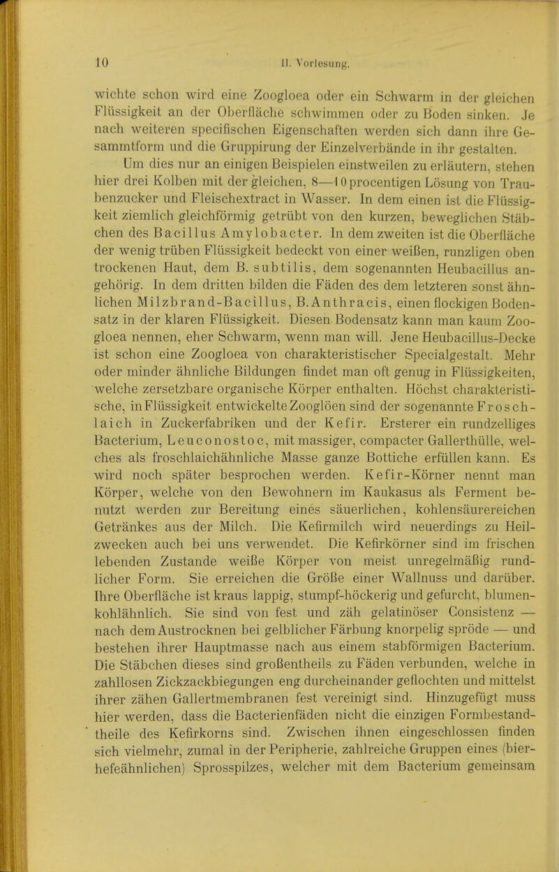 Wichte schon wird eine Zoogloea oder ein Schwärm in der gleichen Flüssigkeit an der Oberfläche schwimmen oder zu Boden sinken. Je nach weiteren specifischen Eigenschaften werden sich dann ihre Ge- sammtform und die Gruppirung der Einzelverbände in ihr gestalten. Um dies nur an einigen Beispielen einstweilen zu erläutern, stehen hier drei Kolben mit der gleichen, 8—10 procentigen Lösung von Trau- benzucker und Fleischextract in Wasser. In dem einen ist die Flüssig- keit ziemlich gleichförmig getrübt von den kurzen, beweglichen Stäb- chen des Bacillus Amy lob acter. In dem zweiten ist die Oberfläche der wenig trüben Flüssigkeit bedeckt von einer weißen, runzligen oben trockenen Haut, dem B. subtilis, dem sogenannten Heubacillus an- gehörig. In dem dritten bilden die Fäden des dem letzteren sonst ähn- lichen Milzbrand-Bacillus, B. Anthracis, einen flockigen Boden- satz in der klaren Flüssigkeit. Diesen Bodensatz kann man kaum Zoo- gloea nennen, eher Schwärm, wenn man will. Jene Heubacillus-Decke ist schon eine Zoogloea von charakteristischer Specialgestalt. Mehr oder minder ähnliche Bildungen findet man oft genug in Flüssigkeiten, welche zersetzbare organische Körper enthalten. Höchst charakteristi- sche, inFlüssigkeit entwickelteZooglöen sind der sogenannte Frosch- laich in Zuckerfabriken und der Kefir. Ersterer ein rundzelliges Bacterium, Leuconostoc, mit massiger, compacter Gallerthülle, wel- ches als froschlaichähnliche Masse ganze Bottiche erfüllen kann. Es wird noch später besprochen werden. Kefir-Körner nennt man Körper, welche von den Bewohnern im Kaukasus als Ferment be- nutzt werden zur Bereitung eines säuerhchen, kohlensäurereichen Getränkes aus der Milch. Die Kefirmilch wird neuerdings zu Heil- zwecken auch bei uns verwendet. Die Kefirkörner sind im frischen lebenden Zustande weiße Körper von meist unregelmäßig rund- licher Form. Sie erreichen die Größe einer Wallnuss und darüber. Ihre Oberfläche ist kraus lappig, stumpf-höckerig und gefurcht, blumen- kohlähnlich. Sie sind von fest und zäh gelatinöser Consistenz — nach dem Austrocknen bei gelblicher Färbung knorpelig spröde — und bestehen ihrer Hauptmasse nach aus einem stabförmigen Bacterium. Die Stäbchen dieses sind großentheils zu Fäden verbunden, welche in zahllosen Zickzackbiegungen eng durcheinander geflochten und mittelst ihrer zähen Gallertmembranen fest vereinigt sind. Hinzugefügt muss hier werden, dass die Bacterienfäden nicht die einzigen Formbestand- theile des Kefirkorns sind. Zwischen ihnen eingeschlossen finden sich vielmehr, zumal in der Peripherie, zahlreiche Gruppen eines (bier- hefeähnlichen) Sprosspilzes, welcher mit dem Bacterium gemeinsam