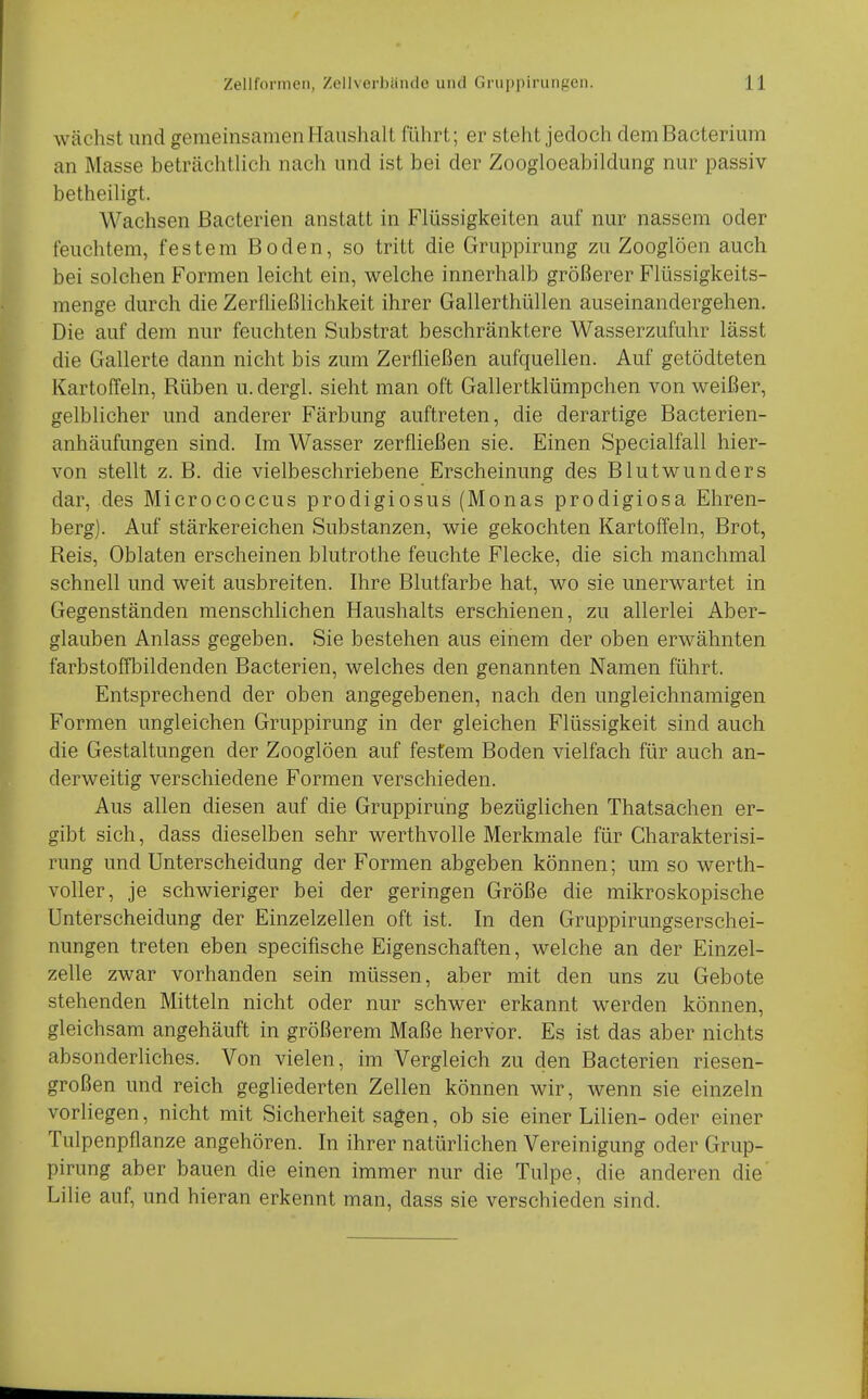 wächst und geraeinsamen Haushalt führt; er steht jedoch demBacterium an Masse beträchtlich nach und ist bei der Zoogloeabildung nur passiv betheiligt. Wachsen ßacterien anstatt in Flüssigkeiten auf nur nassem oder feuchtem, festem Boden, so tritt die Gruppirung zu Zooglöen auch bei solchen Formen leicht ein, welche innerhalb größerer Flüssigkeits- menge durch die ZerfUeßlichkeit ihrer Gallerthüllen auseinandergehen. Die auf dem nur feuchten Substrat beschränktere Wasserzufuhr lässt die Gallerte dann nicht bis zum Zerfließen aufquellen. Auf getödteten Kartoffeln, Rüben u. dergl. sieht man oft Gallertklümpchen von weißer, gelblicher und anderer Färbung auftreten, die derartige Bacterien- anhäufungen sind. Im Wasser zerfließen sie. Einen Specialfall hier- von stellt z. B. die vielbeschriebene Erscheinung des Blutwunders dar, des Micrococcus prodigiosus (Monas prodigiosa Ehren- berg). Auf stärkereichen Substanzen, wie gekochten Kartoffeln, Brot, Reis, Oblaten erscheinen blutrothe feuchte Flecke, die sich manchmal schnell und weit ausbreiten. Ihre Blutfarbe hat, wo sie unerwartet in Gegenständen menschlichen Haushalts erschienen, zu allerlei Aber- glauben Anlass gegeben. Sie bestehen aus einem der oben erwähnten farbstoffbildenden Bacterien, welches den genannten Namen führt. Entsprechend der oben angegebenen, nach den ungleichnamigen Formen ungleichen Gruppirung in der gleichen Flüssigkeit sind auch die Gestaltungen der Zooglöen auf festem Boden vielfach für auch an- derweitig verschiedene Formen verschieden. Aus allen diesen auf die Gruppirung bezüglichen Thatsachen er- gibt sich, dass dieselben sehr werthvolle Merkmale für Charakterisi- rung und Unterscheidung der Formen abgeben können; um so werth- voller, je schwieriger bei der geringen Größe die mikroskopische Unterscheidung der Einzelzellen oft ist. In den Gruppirungserschei- nungen treten eben specifische Eigenschaften, welche an der Einzel- zelle zwar vorhanden sein müssen, aber mit den uns zu Gebote stehenden Mitteln nicht oder nur schwer erkannt werden können, gleichsam angehäuft in größerem Maße hervor. Es ist das aber nichts absonderliches. Von vielen, im Vergleich zu den Bacterien riesen- großen und reich gegliederten Zellen können wir, wenn sie einzeln vorliegen, nicht mit Sicherheit sagen, ob sie einer Lilien- oder einer Tulpenpflanze angehören. In ihrer natürlichen Vereinigung oder Grup- pirung aber bauen die einen immer nur die Tulpe, die anderen die' Lilie auf, und hieran erkennt man, dass sie verschieden sind.