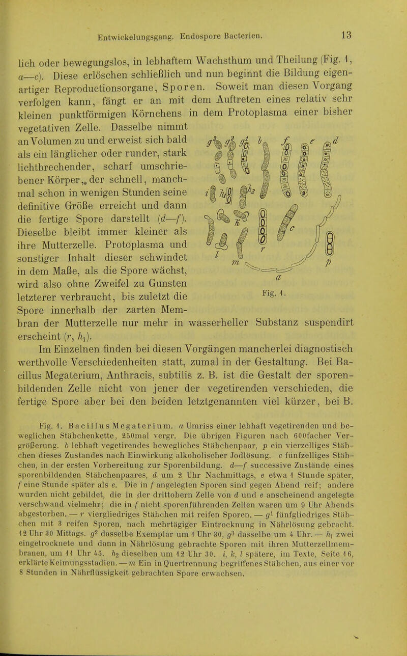 lieh oder bewegungslos, in lebhaftem Wachsthum und Theilung (Fig. 1, a—c). Diese erlöschen schließlich und nun beginnt die Bildung eigen- artiger Reproductionsorgane, Sporen. Soweit man diesen Vorgang verfolgen kann, fängt er an mit dem Auftreten eines relativ sehr kleinen punktförmigen Körnchens in dem Protoplasma einer bisher vegetativen Zelle. Dasselbe nimmt an Volumen zu und erweist sich bald als ein länglicher oder runder, stark lichtbrechender, scharf umschrie- bener Körper,, der schnell, manch- mal schon in wenigen Stunden seine definitive Größe erreicht und dann die fertige Spore darstellt {d—f). Dieselbe bleibt immer kleiner als ihre Mutterzelle. Protoplasma und sonstiger Inhalt dieser schwindet in dem Maße, als die Spore wächst, wird also ohne Zweifel zu Gunsten letzterer verbraucht, bis zuletzt die Spore innerhalb der zarten Mem- bran der Mutterzelle nur mehr in wasserheller Substanz suspendirt erscheint (r, hx). Im Einzelnen finden bei diesen Vorgängen mancherlei diagnostisch werthvolle Verschiedenheiten statt, zumal in der Gestaltung. Bei Ba- cillus Megaterium, Anthracis, subtilis z. B. ist die Gestalt der sporen- bildenden Zelle nicht von jener der vegetirenden verschieden, die fertige Spore aber bei den beiden letztgenannten viel kürzer, bei B. Fig. I. Bacillus Megaterium. a Uinriss einer lebhaft vegetirenden und be- weglichen Stäbchenkette, 250mal vergr. Die übrigen Figuren nach 600facher Ver- größerung, h lebhaft vegetirendes bewegliches Stäbchenpaar, p ein vierzelliges Stäb- chen dieses Zustandes nach Einwirkung alkoholischer Jodlösung, c fünfzelliges Stäb- chen, in der ersten Vorbereitung zur Sporenbildung, d—f successive Zustände eines sporenbildenden Stäbchenpaares, d um 2 Uhr Nachmittags, e etwa i Stunde später, f eine Stunde später als e. Die in /'angelegten Sporen sind gegen Abend reif; andere wurden nicht gebildet, die in der drittobern Zelle von d und e anscheinend angelegte verschwand vielmehr; die in /nicht sporenführenden Zellen waren um 9 Uhr Abends abgestorben. — r viergliedriges Stäbchen mit reifen Sporen. — fünfgliedriges Stäb- chen mit 3 reifen Sporen, nach mehrtägiger Eintrocknung in Nährlösung gebracht. 12 Uhr 30 Mittags. ,72 dasselbe Exemplar um 1 Uhr 30, dasselbe um 4 Uhr. — /i] zwei eingetrocknete und dann in Nährlösung gebrachte Sporen mit ihren Mutterzellmem- branen, um II Uhr 45. h2 dieselben um 12 Uhr 30. i, k, l spätere, im Texte, Seite lö, erklärte Keimungsstadien. — m Ein in Quertrennung begriffenes Stäbchen, aus einer vor 8 Stunden in Nährllüssigkeit gebrachten Spore erwachsen. a