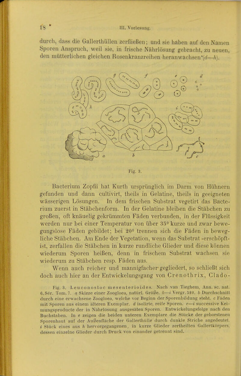 durch, dass die Gallerthüllen zerfließen; und sie haben auf den Namen Sporen Anspruch, weil sie, in frische Nährlösung gebracht, zu neuen, den mütterlichen gleichen Rosenkranzreihen heranwachsen'{c/—/j). Fig. 3. Bacterium Zopfii hat Kurth ursprünglich im Darm von Hühnern gefunden und dann cultivirt, theils in Gelatine, theils in geeigneten wässerigen Lösungen. In dem frischen Substrat vegetirt das Bacte- rium zuerst in Stäbchenform. In der Gelatine bleiben die Stäbchen zu großen, oft knäuelig gekrümmten Fäden verbunden, in der Flüssigkeit werden nur bei einer Temperatur von über 35 kurze und zwar bewe- gungslose Fäden gebildet; bei 20 trennen sich die Fäden in beweg- liche Stäbchen. Am Ende der Vegetation, wenn das Substrat »erschöpft« ist, zerfallen die Stäbchen in kurze rundliche Glieder und diese können wiederum Sporen heißen, denn in frischem Substrat wachsen sie wiederum zu Stäbchen resp. Fäden aus. Wenn auch reicher und mannigfacher gegliedert, so schließt sich doch auch hier an der Entwickelungsgang von Crenothrix, Clado- Fig. 3. Leuconostoc mesenterioides. Nach van Tieghem, Ann. sc. nat. e.Ser. Tom. 7. a Skizze einer Zoogloea, natürl. Größe, b—i Vergr. 520. b Durchschnitt durch eine erwachsene Zoogloea, welche vor Beginn der Sporenbildung steht, c Fäden mit Sporen aus einem älteren Exemplar, d isolirte, reife Sporen, e—i successive Kei- mungsproducte der in Nährlösung ausgesäten Sporen. Entwickelungsfolge nach den Buchstaben. In e zeigen die beiden unteren E.vemplare die Stücke der geborstenen Sporenhaut auf der Außenfläche der Gallerthülle durch dunkle Striche angedeutet. i Stück eines aus h hervorgegangenen, in kurze Glieder zertheilten Gallertkörpers, dessen einzelne Glieder durch Druck von einander getrennt sind.