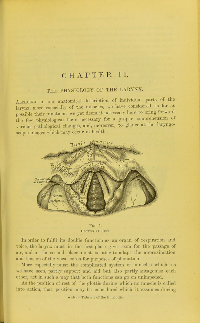 THE PHYSIOLOGY OF THE LARYNX. Although in our anatomical description of individual parts of the larynx, more especially of the muscles, we have considered as far as possible their functions, we yet deem it necessary here to bring forward the few physiological facts necessary for a proper comprehension of vai-ious pathological changes, and, moreover, to glance at the laryngo- scopic images which may occ\ir in health. Fig. 1. Glottis at Rest. In oi'der to fulfil its double function as an organ of respiration and voice, the larynx must in the first place give room for the passage of air, and in the second place must be able to adapt the approximation and tension of the vocal cords for purposes of phonation. More especially must the complicated system of muscles which, as we have seen, partly support and aid but also partly antagonise each other, act in such a way that both functions can go on unimpeded. As the position of rest of the glottis during which no muscle is called into action, that position may be considered which it assumes during Wu!st = Tuberclo of the Epiglottis.