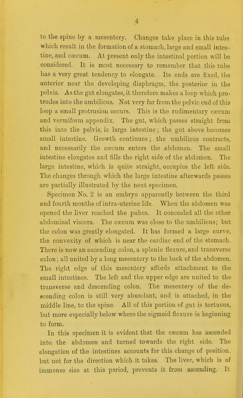 to the spine by a mesentery. Changes take place in this tube which result in the formation of a stomach, large and small intes- tine, and caecum. At present only the intestinal portion will be considered. It is most necessary to remember that this tube has a very great tendency to elongate. Its ends are fixed, the anterior near the developing diaphragm, the posterior in the pelvis. As the gut elongates, it therefore makes a loop which pro- trudes into the umbilicus. Not very far from the pelvic end of this loop a small protrusion occurs. This is the rudimentary caecum and vermiform appendix. The gut, which passes straight from this into the pelvis, is large intestine; the gut above becomes small intestine. Growth continues; the umbilicus contracts, and necessarily the caecum enters the abdomen. The small intestine elongates and fills the right side of the abdomen. The large intestine, wrhich is quite straight, occupies the left side. The changes through which the large intestine afterwards passes are partially illustrated by the next specimen. Specimen ISTo. 2 is an embryo apparently between the third and fourth months of intra-uterine life. Wheu the abdomen was opened the liver reached the pubes. It concealed all the other abdominal viscera. The caecum was close to the umbilicus; but the colon was greatly elongated. It has formed a large curve, the convexity of which is near the cardiac end of the stomach. There is now an ascending colon, a splenic flexure, and transverse colon; all united by a long mesentery to the back of the abdomen. The right edge of this mesentery affords attachment to the small intestines. The left and the upper edge are united to the transverse and descending colon. The mesentery of the de- scending colon is still very abundant, and is attached, in the middle line, to the spine. All of this portion of gut is tortuous, but more especially below where the sigmoid flexure is beginning to form. In this specimen it is evident that the caecum has ascended into, the abdomen and turned towards the right side. The elongation of the intestines accounts for this change of position, but not for the direction which it takes. The liver, which is of immense size at this period, prevents it from ascending. It