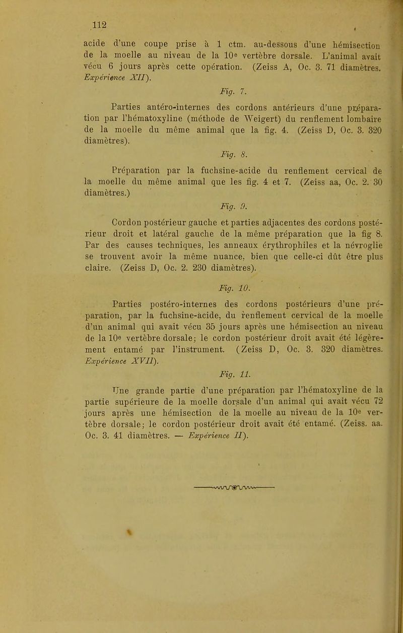 acide d'une coupe prise à 1 ctm. au-dessous d'une hémisection de la moelle au niveau de la IQs vertèbre dorsale. L'animal avait vécu 6 jours après cette opération. (Zeiss A, Oc. 3. 71 diamètres. Expérience XII). Fig. 7. Parties antéro-interues des cordons antérieurs d'une pi:épara- tion par l'hématoxyline (méthode de Weigert) du renflement lombaire de la moelle du même animal que la fig. 4. (Zeiss D, Oc. 3. 320 diamètres). Fig. 8. Préparation par la fuchsine-acide du renflement cervical de la moelle du même animal que les fig. 4 et 7. (Zeiss aa, Oc. 2. 30 diamètres.) Fig. .9. Cordon postérieur gauche et parties adjacentes des cordons posté- rieur droit et latéral gauche de la même préparation que la fig 8. Par des causes techniques, les anneaux érythrophiles et la névroglie se trouvent avoir la même nuance, bien que celle-ci dût être plus claire. (Zeiss D, Oc. 2. 230 diamètres). Fig. 10. Parties postéro-internes des cordons postérieurs d'une pré- paration, par la fuchsine-acide, du renflement cervical de la moelle d'un animal qui avait vécu 35 jours après une hémisection au niveau de la IQe vertèbre dorsale; le cordon postérieur droit avait été légère- ment entamé par l'instrument. (Zeiss D, Oc. 3. 320 diamètres. Expérience XVIÏ). Fig. 11. Une grande partie d'une préparation par l'hématoxyline de la partie supérieure de la moelle dorsale d'un animal qui avait vécu 72 jours après une hémisection de la moelle au niveau de la 10e ver- tèbre dorsale; le cordon postérieur droit avait été entamé. (Zeiss. aa. Oc. 3. 41 diamètres. — Expérience II). %