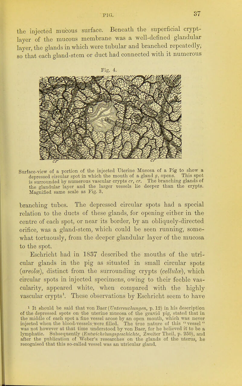 the injected mucous surface. Beneath the superficial crypt- layer of the mucous membrane was a well-defined glandular layer, the glands in which were tubular and branched repeatedly, so that each gland-stem or duct had connected with it numerous Fig. 4. Surface-view of a portion of the injected Uterine Mucosa of a Pig to show a depressed circular spot in which the mouth of a gland g, opens. This spot is surrounded by numerous vascular crypts cr, cr. The branching glands of the glandular layer and the larger vessels lie deeper than the crypts. Magnified same scale as Fig. 3. branching tubes. The depressed circular spots had a special relation to the ducts of these glands, for opening either in the centre of each spot, or near its border, by an obliquely-directed orifice, was a gland-stem, which could be seen running, some- what tortuously, from the deeper glandular layer of the mucosa to the spot. Eschricht had in 1837 described the mouths of the utri- cular glands in the pig as situated in small circular spots {areola}), distinct from the surrounding crypts (celliilcc), which circular spots in injected specimens, owing to their feeble vas- cularity, appeared white, when compared with the highly vascular crypts'. These observations by Eschricht seem to have 1 It should be said that von Baer (Untcrsuchunpen, p. 12) in his description of the depressed spots on the uterine mucosa of the gravid pip, stated that in the middle of each spot a fine vessel arose by an open month, which was never injected when the blood-vessels-were tilled. The true nature of this vessel was not however at that time understood by von Baer, for ho believed it to be a lymphatic. Subsequently (EnUoickclunqsgcschichtc, Zwciter Thcil, p. 250), and after the publication of Weber's researches on the glands of the uterus, lie recognised that this so-called vessel was an utricular gland.