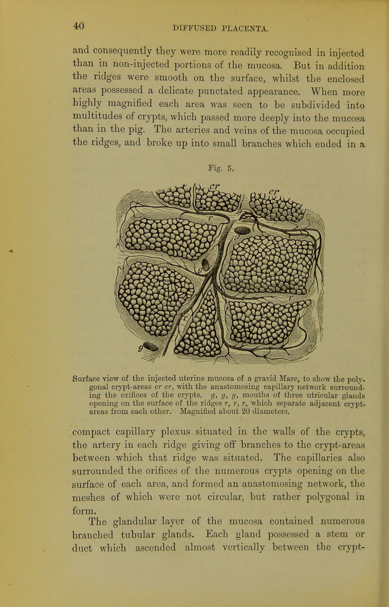 and consequently they were more readily recognised in injected than in non-injected portions of the mucosa. But in addition the ridges were smooth on the surface, whilst the enclosed areas possessed a delicate punctated appearance. When more highly magnified each area was seen to be subdivided into multitudes of crypts, which passed more deeply into the mucosa than in the pig. The arteries and veins of the mucosa occupied the ridges, and broke up into small branches which ended in a Fig. 5. Surface view of the injected uterine mucosa of a gravid Mare, to show the poly- gonal crypt-areas cr cr, with the anastomosing capillary network surround- ing the orifices of the crypts, g, g, g, mouths of three utricular glands opening on the surface of the ridges r, r, r, which separate adjacent crypt- areas from each other. Magnified about 20 diameters. compact capillary plexus situated in the walls of the crypts, the artery in each ridge giving off branches to the crjrpt-areas between which that ridge was situated. The capillaries also surrounded the orifices of the numerous crypts opening on the surface of each area, and formed an anastomosing network, the meshes of which were not circular, but rather polygonal in form. The glandular layer of the mucosa contained numerous branched tubular glands. Each gland possessed a stem or duct which ascended almost vertically between the crypt-