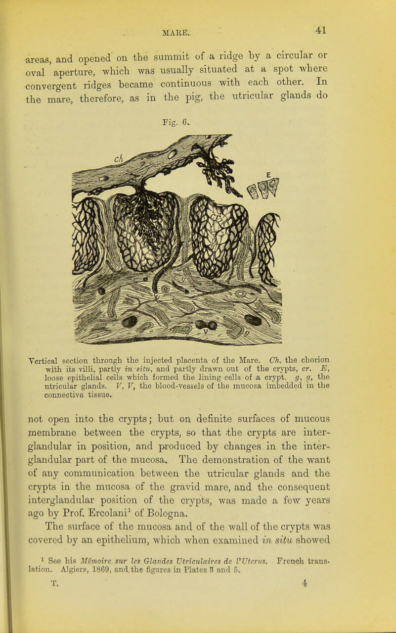 areas, and opened on the summit of a ridge by a circular or oval aperture, which was usually situated at a spot where convergent ridges became continuous with each other. In the mare, therefore, as in the pig, the utricular glands do Fig. 6. Vertical section through the injected placenta of the Mare. Cli. the chorion ■with its villi, partly in situ, and partly di-awn out of the crypts, cr. E, loose epitheUal cells which formed the lining cells of a crypt, g, g, the utricular glands. V, V, the blood-vessels of the mucosa imbedded in the connective tissue. not open into the crypts; but on definite surfaces of mucous membrane between the crypts, so that -the crypts are inter- glandular in position, and produced by changes in the inter- glandular part of the mucosa. The demonstration of the want of any communication between the utricular glands and the crypts in the mucosa of the gravid mare, and the consequent interglandular position of the crypts, was made a few years ago by Prof, Ercolani^ of Bologna. The surface of the mucosa and of the wall of the crypts was covered by an epithelium, which when examined m situ showed ^ See his M6moire sur les Glandcs TJtriculaircs de VUterus. French trans- lation. Algiers, 1869, and. the figures in Plates 3 and 5. T. 4