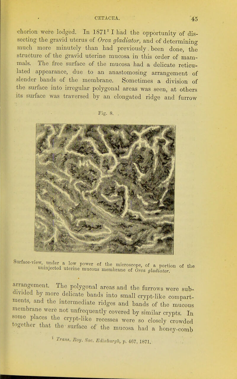 chorion were lodged. In 1871^ I had the opportunity of dis- secting the gravid uterus of Orca gladiator, and of determining much more minutely than had previously. been done, the structure of the gravid uterine mucosa in this order of mam- mals. The free surface of the mucosa had a delicate reticu- lated appearance, due to an anastomosing arrangement of slender bands of the membrane. Sometimes a division of the surface into irregular polygonal areas was seen, at others its surface was traversed by an elongated ridge and furrow Fig. 8. Surface-view, under a low power of the microscope, of a portion of the unmjected uterine mucous membrane of Orca gladltor ft arrangement. The polygonal areas and the furrows were sub- divided by more delicate bands into small crypt-like compart- ments, and the intermediate ridges and bands of the mucous membrane were not unfrequently covered by similar crypts. In some places the crypt-like recesses were so closely crowded together that the surface of the mucosa had a honey-comb ^ Trans. Roy. ,Soc. Ediiiburr/Ii, p. .107, 1871.