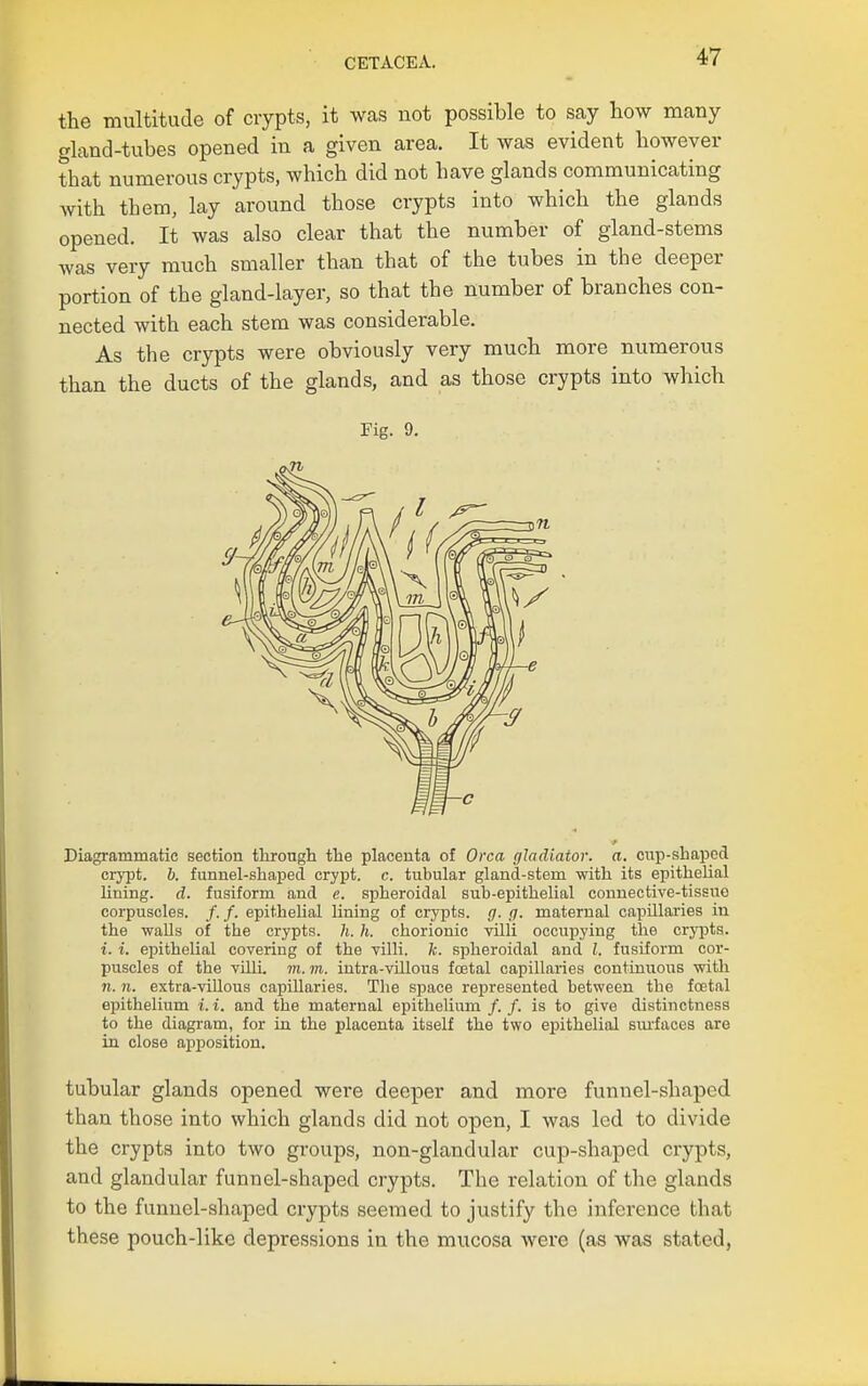 the multitude of crypts, it was not possible to say how many gland-tubes opened in a given area. It was evident however that numerous crypts, which did not have glands communicating with them, lay around those crypts into which the glands opened. It was also clear that the number of gland-stems was very much smaller than that of the tubes in the deeper portion of the gland-layer, so that the number of branches con- nected with each stem was considerable. As the crypts were obviously very much more numerous than the ducts of the glands, and as those crypts into which Fig. 9. Diagrammatic section tlirough the placenta of Orca gladiator, a. enp-sbaped crypt, b. funnel-shaped crypt, c. tubular gland-stem -with its epithelial lining, d. fusiform and e. spheroidal sub-epithelial connective-tissiio corpuscles. /./. epithehal lining of crypts, g. g. maternal capUlaries in the walls of the crypts, h. h. chorionic villi occupying the crypts. i. i. epithelial covering of the villi, k. spheroidal and I. fusiform cor- puscles of the viUL m. m. intra-vUlous foetal capillaries continuous with n. n. extra-viUous capillaries. The space represented between the foetal epithelium i. i. and the maternal epithelium /. /. is to give distinctness to the diagram, for in the placenta itself the two epithelial sm-faces are in close apposition. tubular glands opened were deeper and more funnel-shaped than those into which glands did not open, I was led to divide the crypts into two groups, non-glandular cup-shaped crypts, and glandular funnel-shaped crypts. The relation of the glands to the funnel-shaped crypts seemed to justify the inference that these pouch-like depressions in the mucosa were (as was stated,
