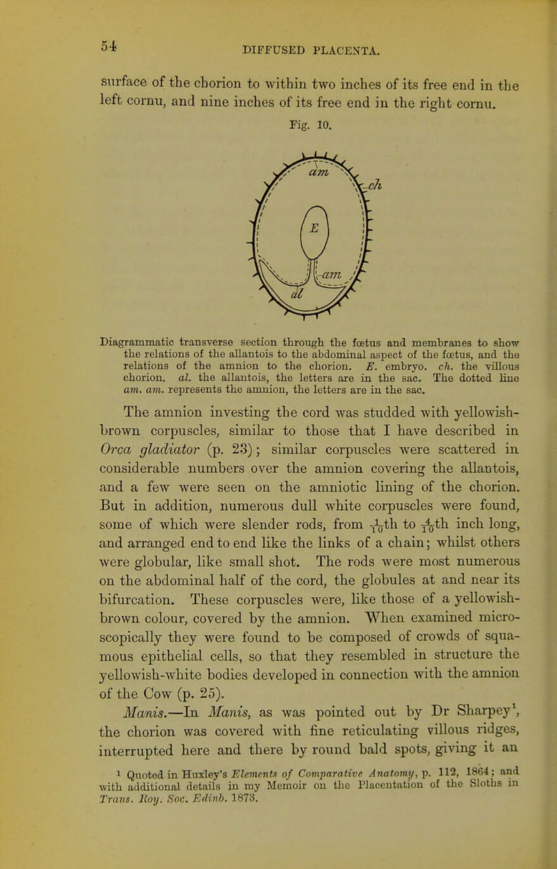 54i surface of the chorion to within two inches of its free end in the left cornu, and nine inches of its free end in the right cornu. Fig. 10. Diagrammatic transverse section through the foetus and membranes to show the relations of the allantois to the abdominal aspect of the foetus, and the relations of the amnion to the chorion. E. embryo, ch. the vUlous chorion, al. the allantois, the letters are in the sac. The dotted line am. am. represents the amnion, the letters are in the sac. The amnion investing the cord was studded with yellowish- brown corpuscles, similar to those that I have described in Orca gladiator (p. 23); similar corpuscles were scattered in considerable numbers over the amnion covering the allantois, and a few were seen on the amniotic lining of the chorion. But in addition, numerous dull Avhite corpuscles were found, some of which were slender rods, from -J^th to ^^th inch long, and arranged end to end like the links of a chain; whilst others were globular, like small shot. The rods were most numerous on the abdominal half of the cord, the globules at and near its bifurcation. These corpuscles were, like those of a yellowish- brown colour, covered by the amnion. When examined micro- scopically they were found to be composed of crowds of squa- mous epithelial cells, so that they resembled in structure the yellowish-white bodies developed in connection with the amnion of the Cow (p. 25). Manis.—In Mams, as was pointed out by Dr Sharpey\ the chorion was covered with fine reticulating villous ridges, interrupted here and there by round bald spots, giving it an 1 Quoted in Huxley's EZcjncnt.'? o/ Comparative Anatomy,]). 112, 1864; and with additional details in my Memoir on the Placentation of the Sloths in Trans. Hoy. Snc. Edinh. 1873.