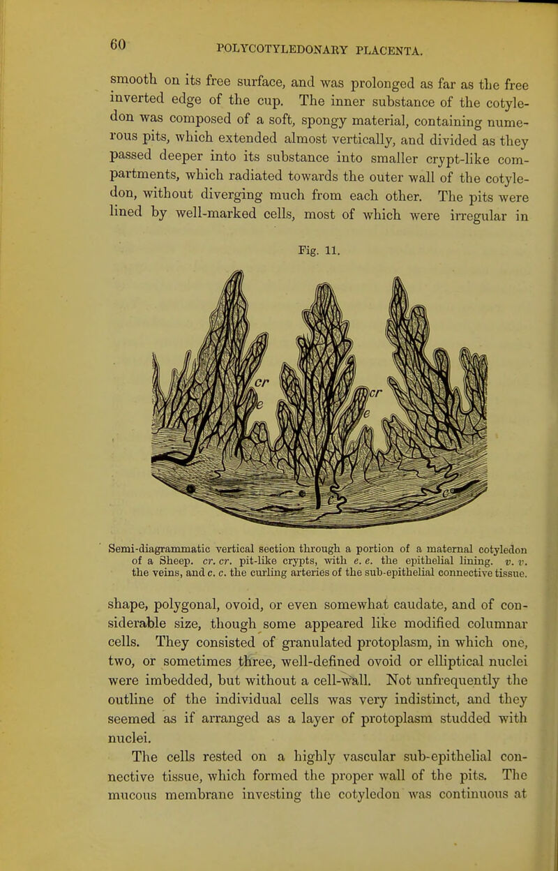 smooth on its free surface, and was prolonged as far as the free inverted edge of the cup. The inner substance of the cotyle- don was composed of a soft, spongy material, containing nume- rous pits, which extended almost vertically, and divided as they passed deeper into its substance into smaller crypt-like com- partments, which radiated towards the outer wall of the cotyle- don, without diverging much from each other. The pits were lined by well-marked cells, most of which were in-egular in Fig. 11. Semi-diagrammatic vertical section through a portion of a maternal cotyledon of a Sheep, cr. cr. pit-like crypts, with e. e. the epitheUal lining, v. i\ the veins, and c. c. the cm-ling arteries of the sub-epithelial connective tissue. shape, polygonal, ovoid, or even somewhat caudate, and of con- siderable size, though some appeared like modified columnar cells. They consisted of granulated protoplasm, in which one, two, or sometimes three, well-defined ovoid or elliptical nuclei were imbedded, but without a cell-wSill. Not unfrequently the outline of the individual cells was very indistinct, and they seemed as if arranged as a layer of protoplasm studded with nuclei. The cells rested on a highly vascular sub-epithelial con- nective tissue, which formed the proper wall of the pits. Tlic mucous membrane investing the cotyledon was continuous at